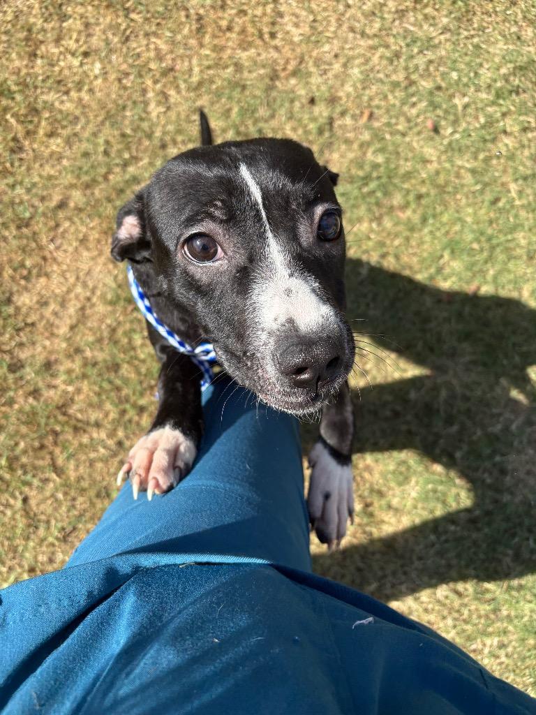 Enlarge Rania, a Adoptable Pit Bull Terrier in Effingham, SC image 2/2