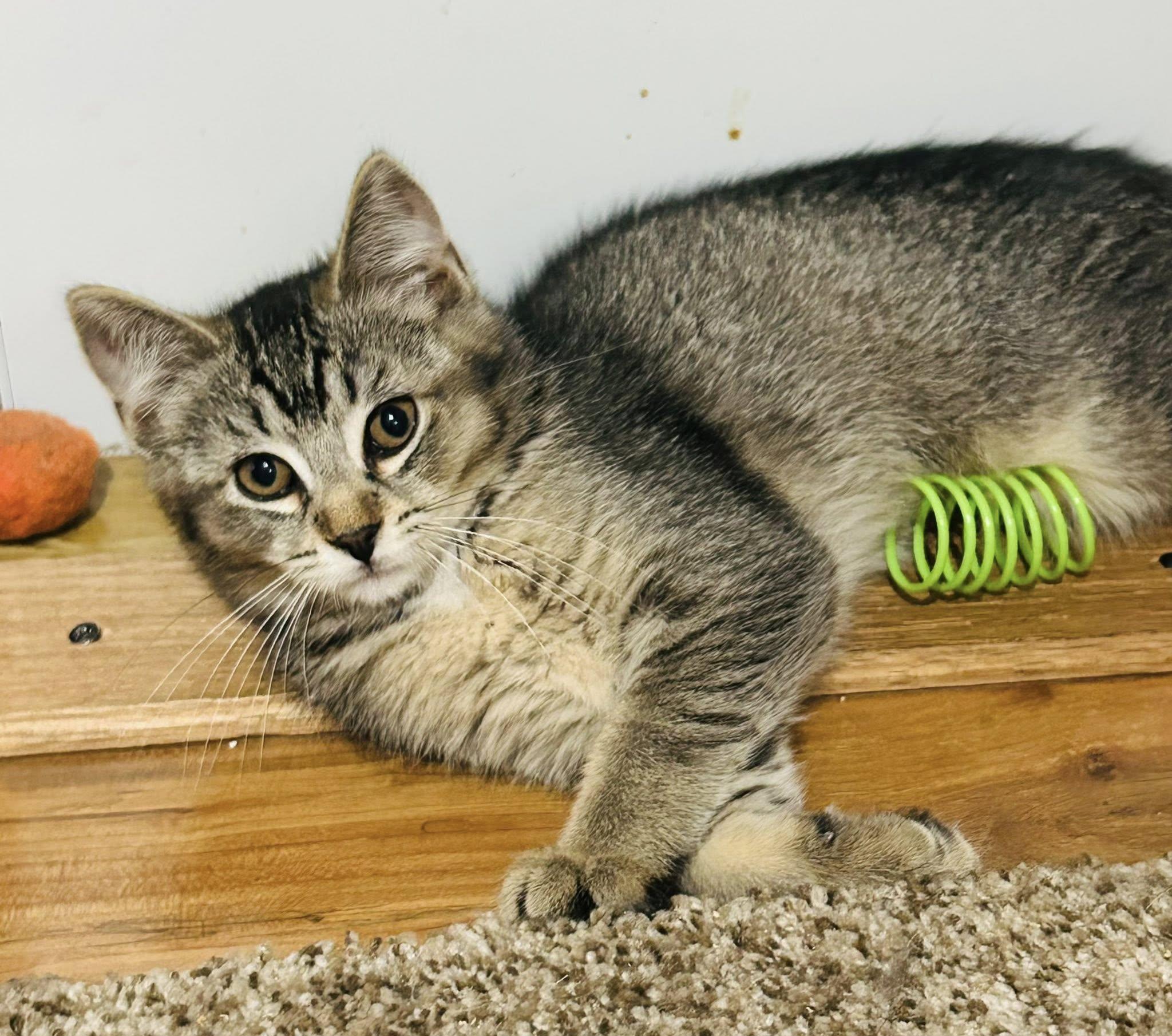 Enlarge Sandra Dee, a Adoptable Domestic Short Hair in Webster, NY image 1/1