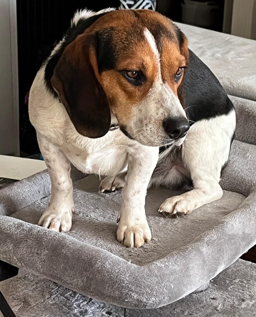 Bo, ADOPTABLE, Young Male Beagle.