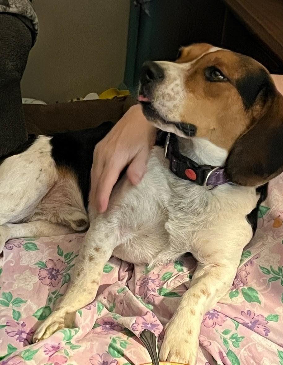 Bo, a ADOPTABLE Beagle in Columbia, MO image 2/3