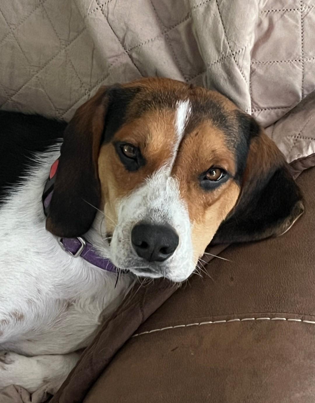Bo, a ADOPTABLE Beagle in Columbia, MO image 3/3