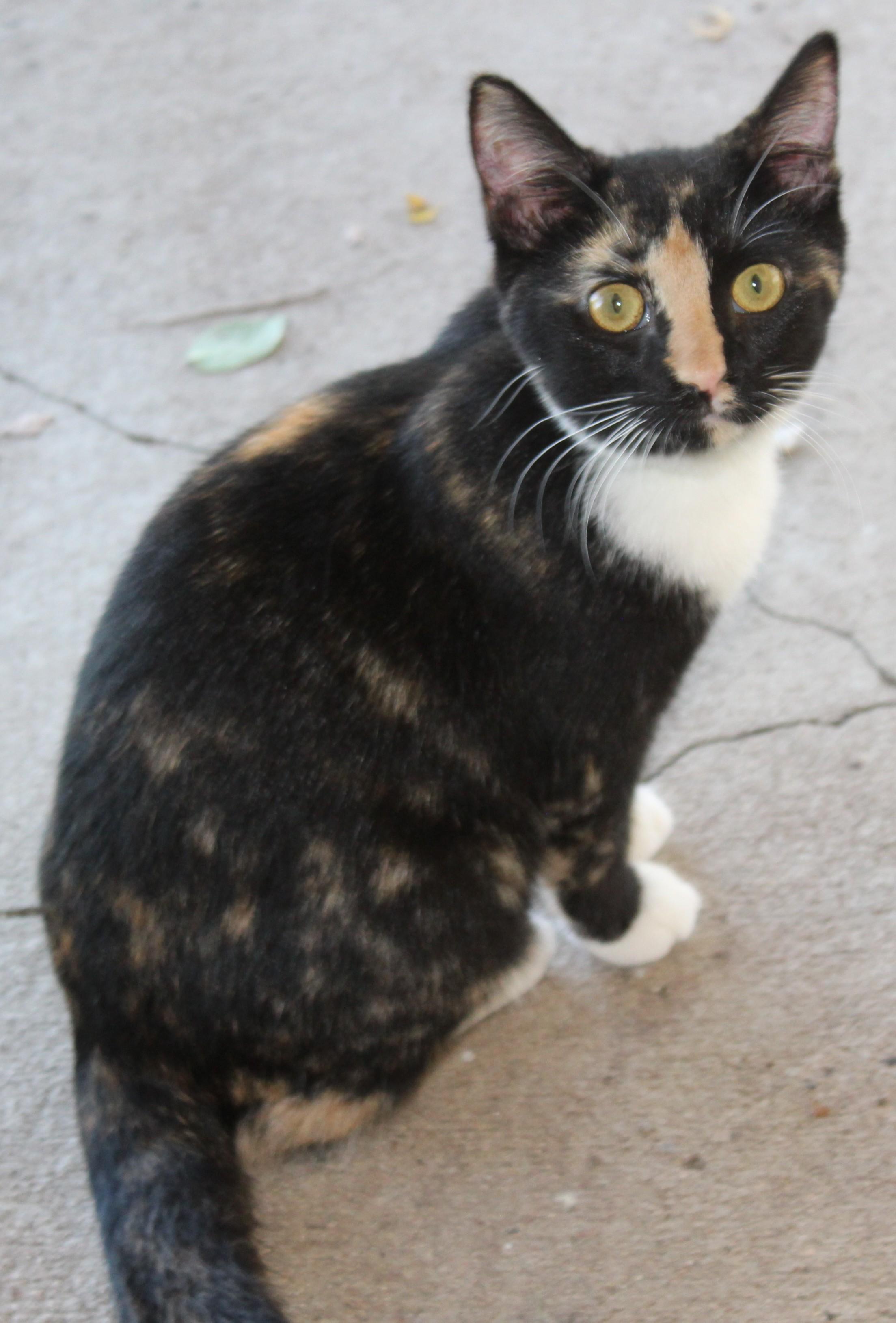 Margarita, Adoptable, Young Female Domestic Short Hair.