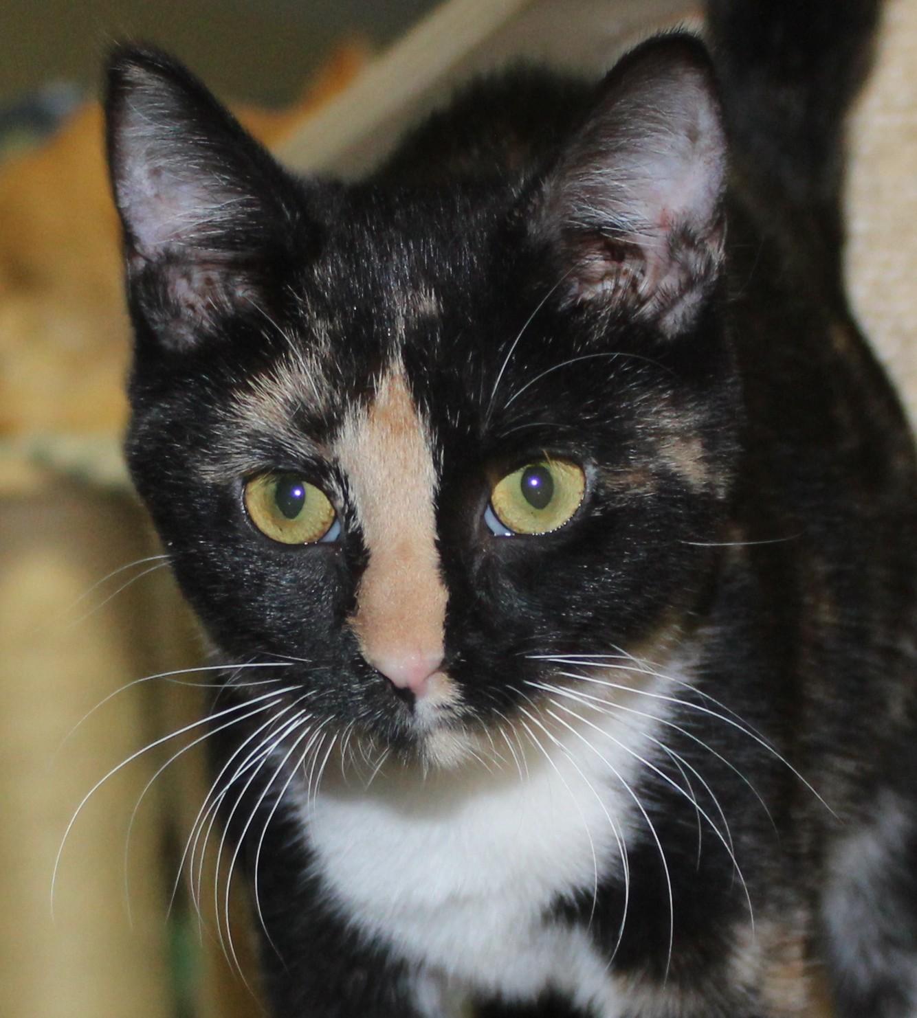 Enlarge Margarita, a Adoptable mixed breed in Huron, SD image 3/4