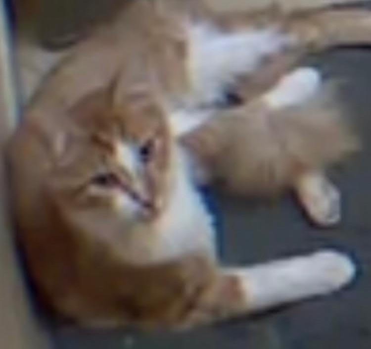 KAMOOTE, a Adoptable mixed breed in Oro Valley, AZ image 3/4