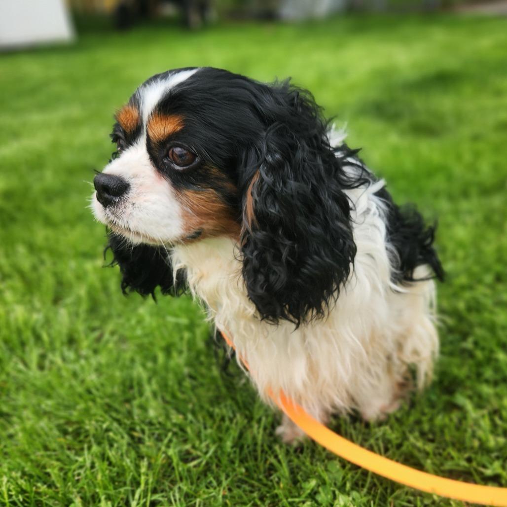 Enlarge Curtis , an adopted Cavalier King Charles Spaniel in Fenton, MI image 2/2