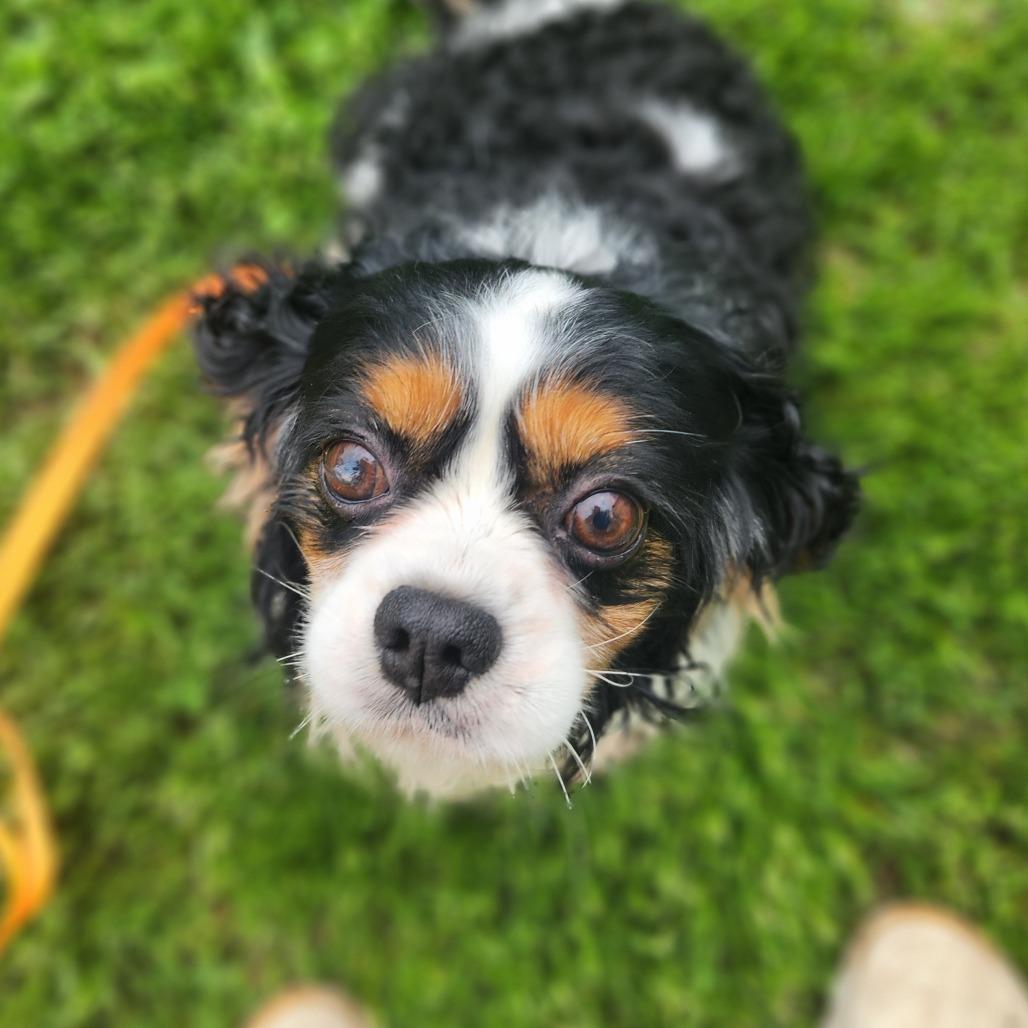 Curtis , adopted, Senior Male Cavalier King Charles Spaniel.