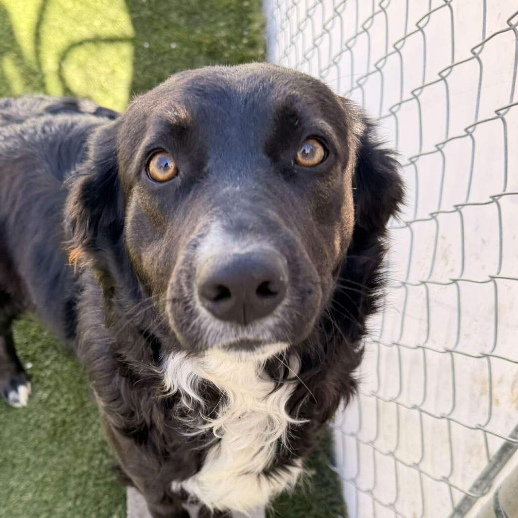 Enlarge Gigi, a ADOPTABLE Border Collie in Richmond, MO image 1/1