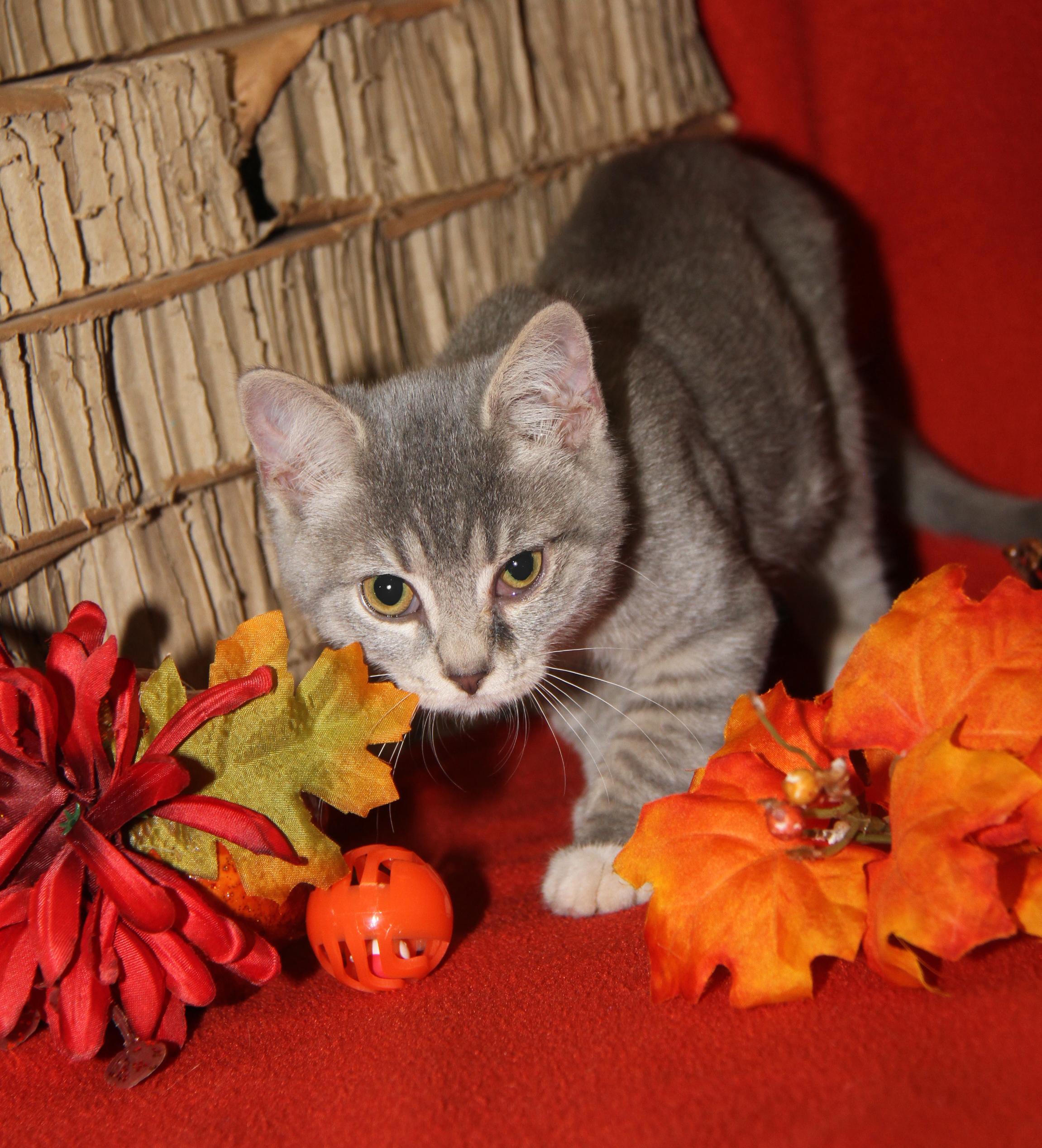 Kinger (Ragatha's Kitten) (Neutered) (Photos 11/21/2025) (@WeLovPets)