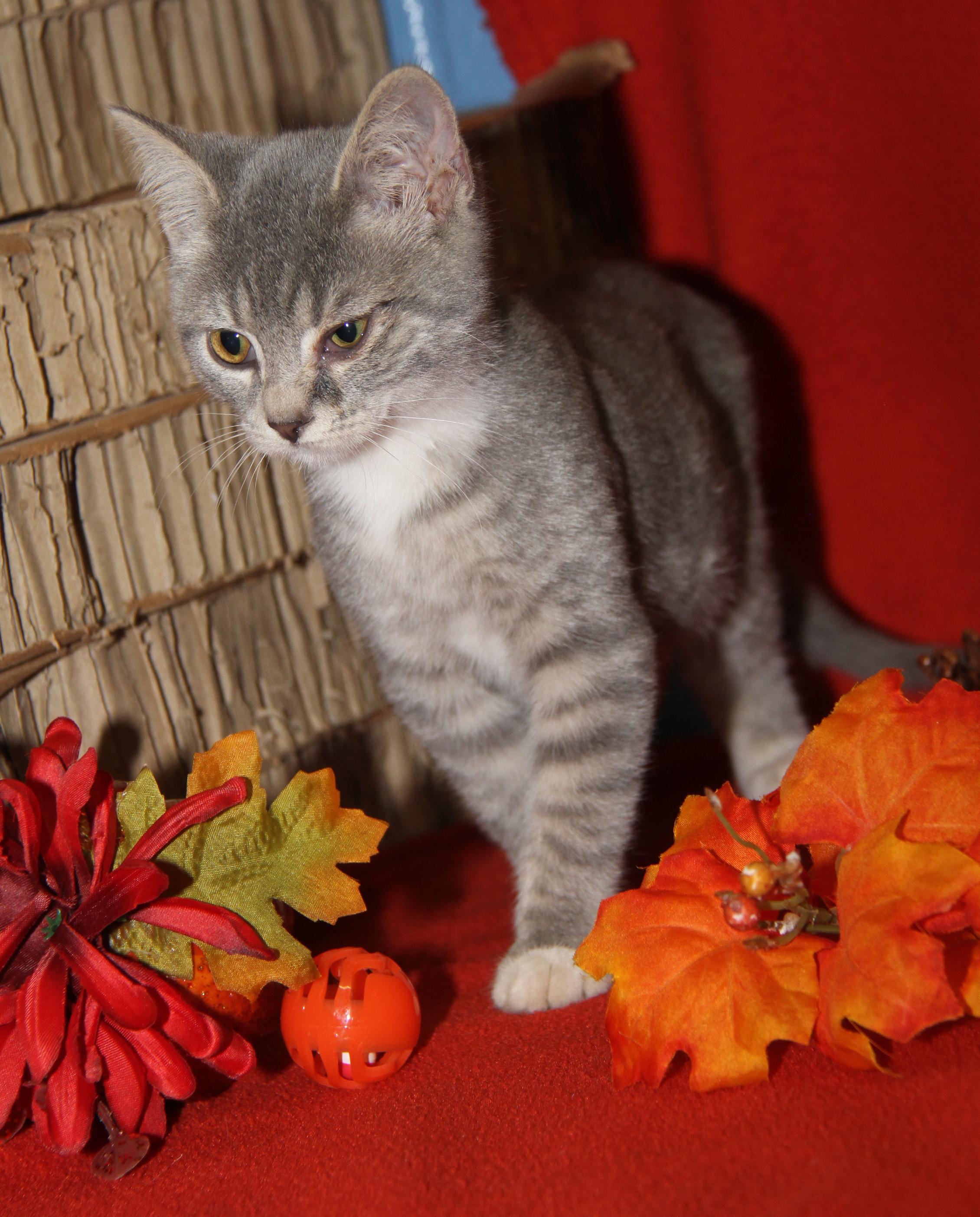 Kinger (Ragatha's Kitten) (Neutered) (Photos 11/21/2025) (@WeLovPets)