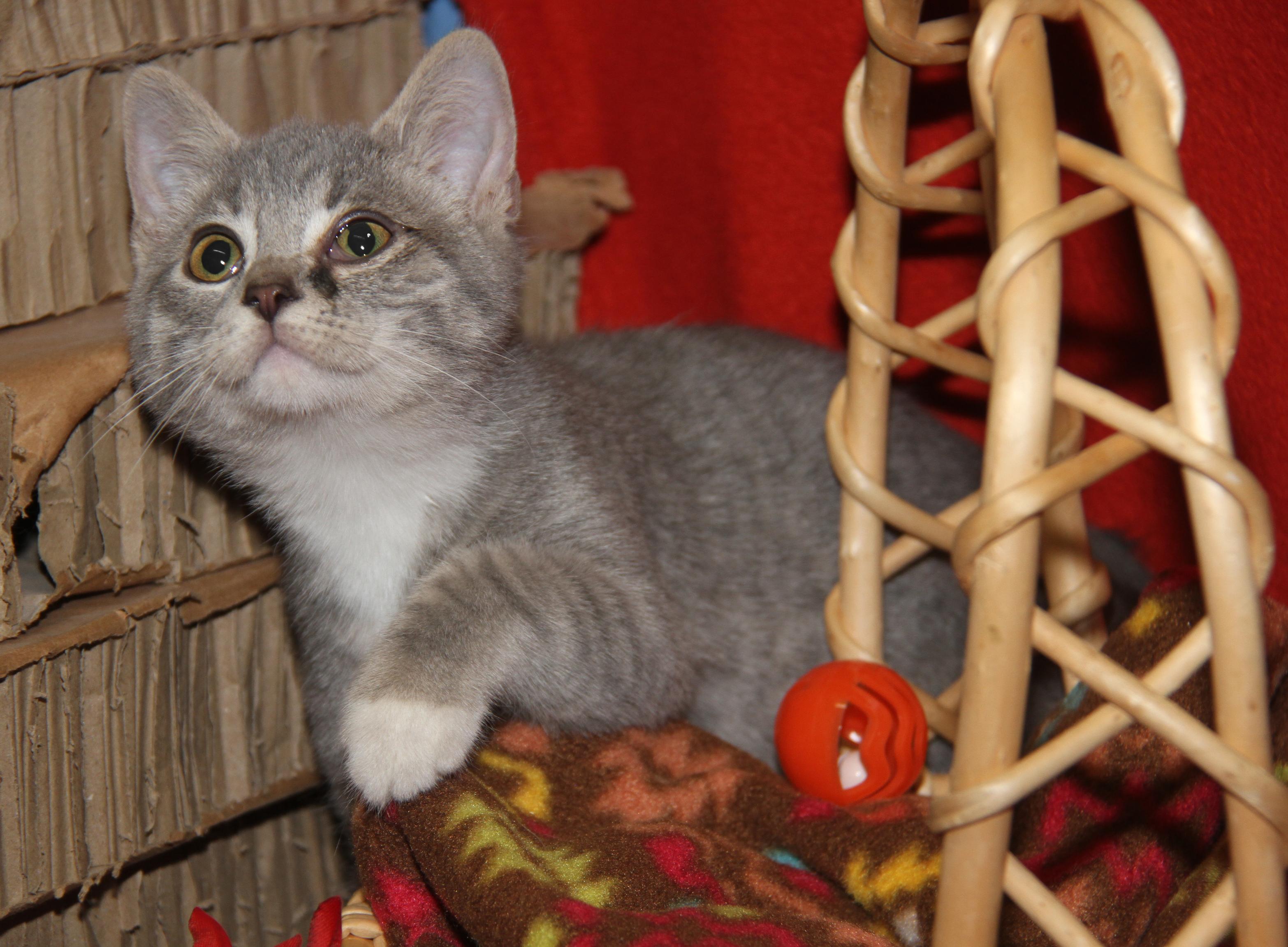 Kinger (Ragatha's Kitten) (Neutered) (Photos 11/21/2025) (@WeLovPets)