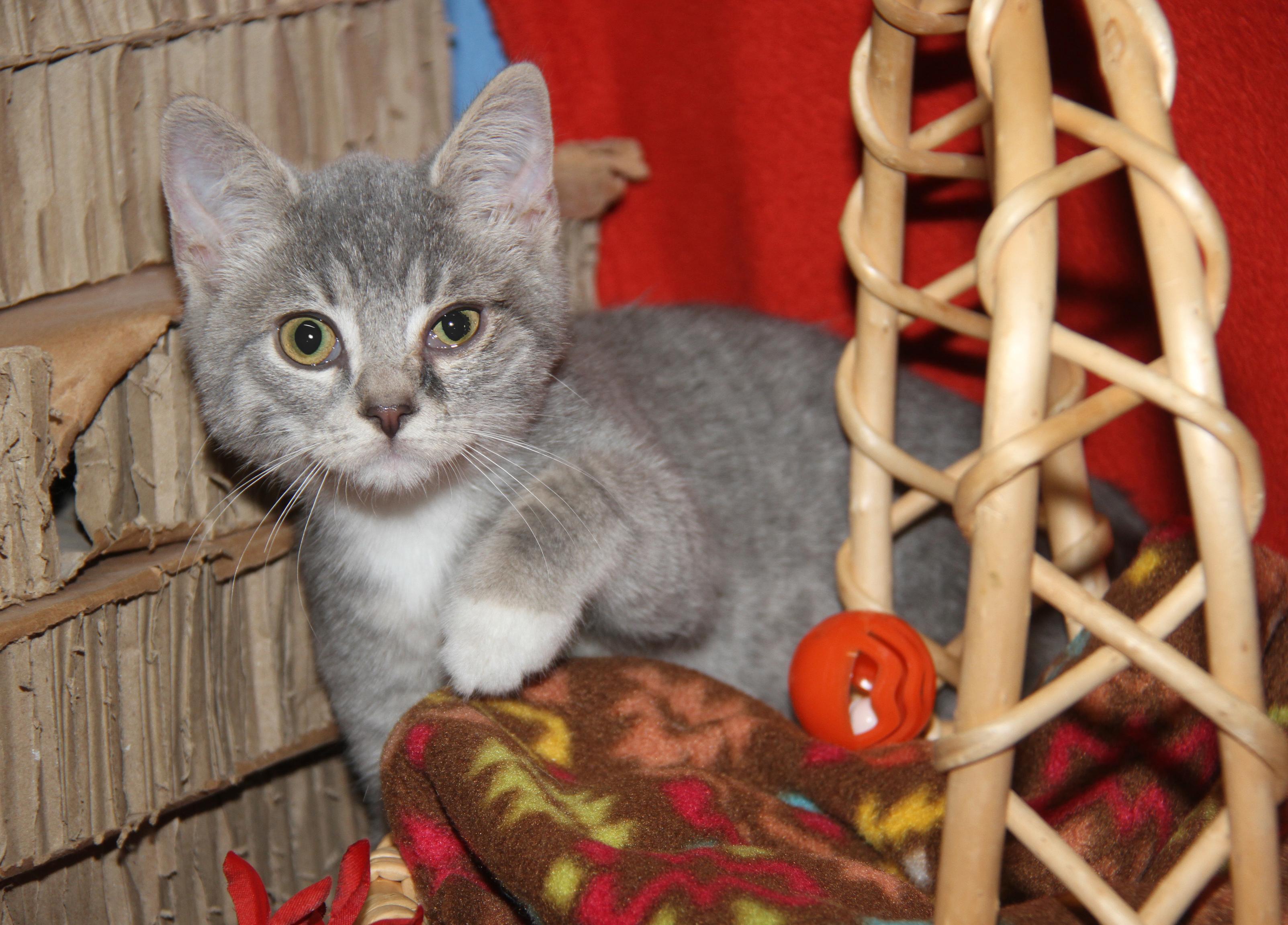 Kinger (Ragatha's Kitten) (Neutered) (Photos 11/21/2025) (@WeLovPets)