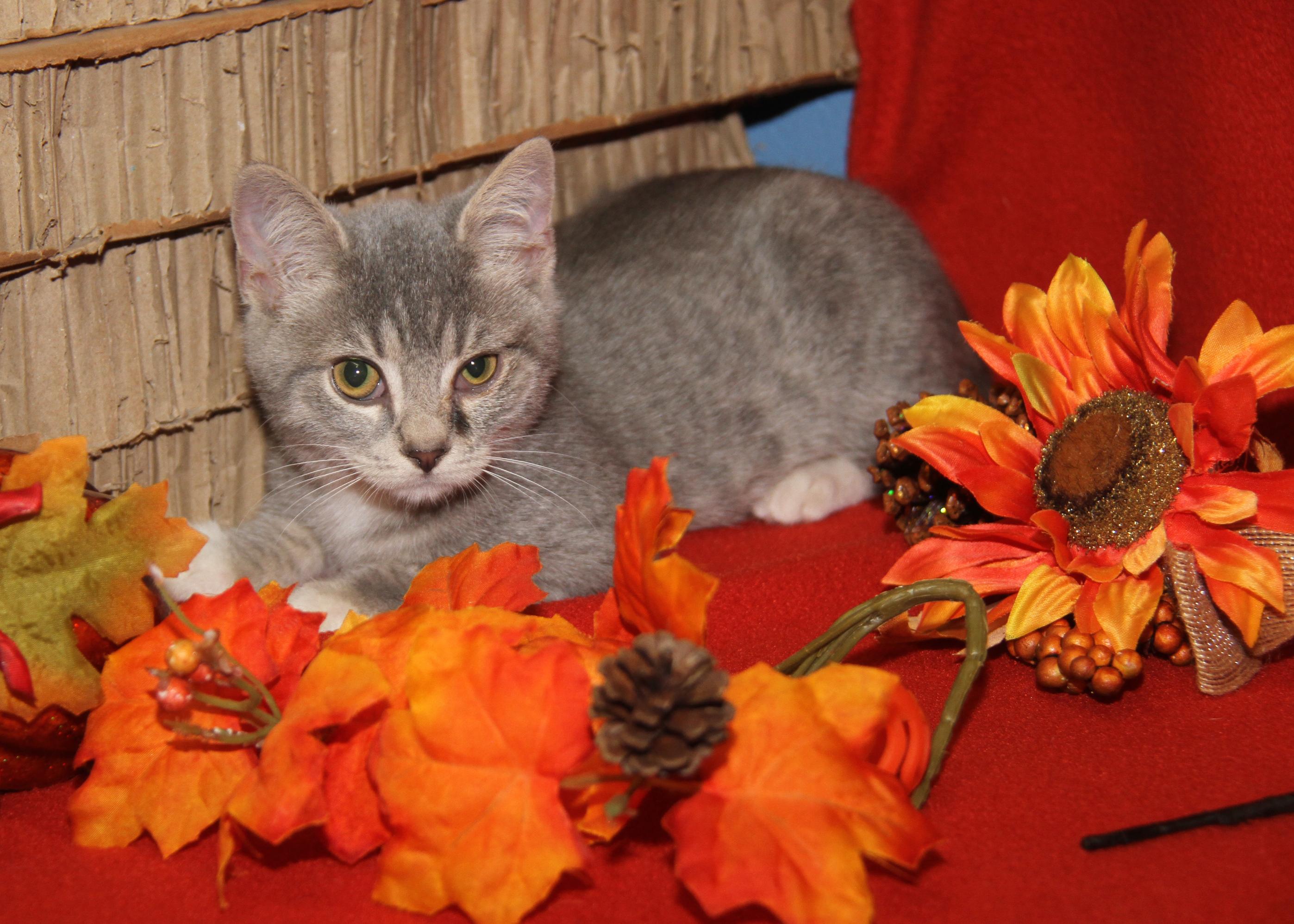 Kinger (Ragatha's Kitten) (Neutered) (Photos 11/21/2025) (@WeLovPets)