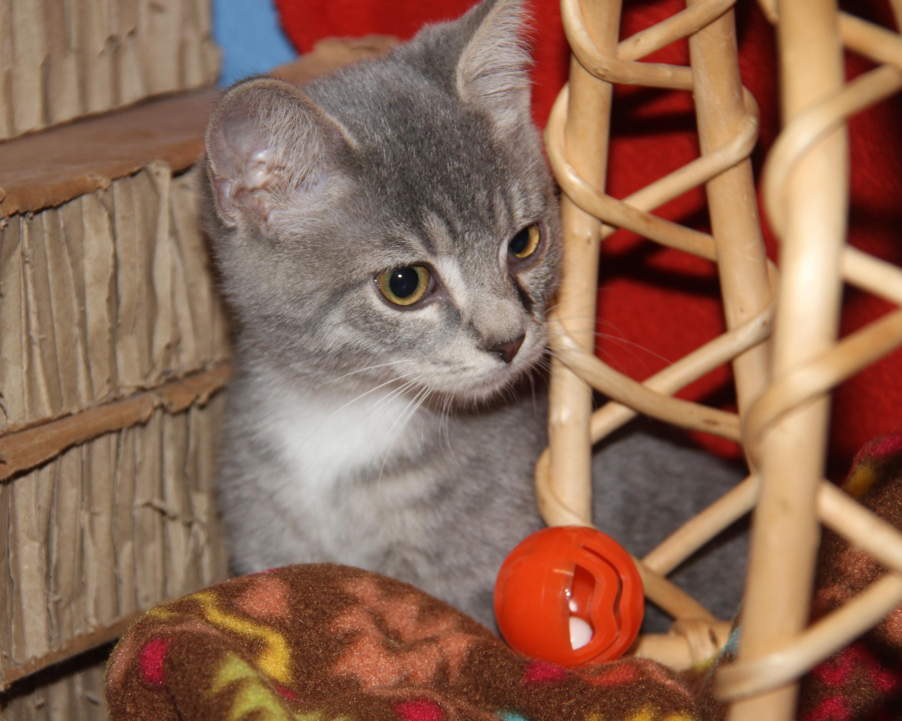 Kinger (Ragatha's Kitten) (Neutered) (Photos 11/21/2025) (@WeLovPets)