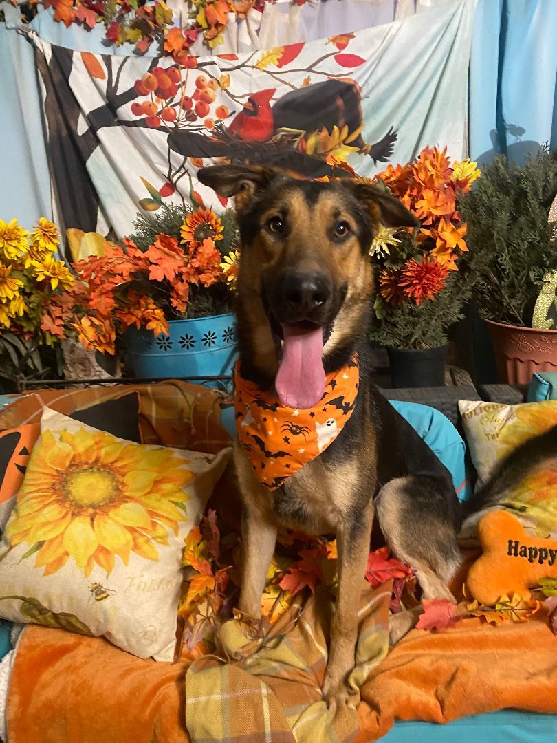 Awesome Paul the  German Shepherd, Young Male German Shepherd Dog