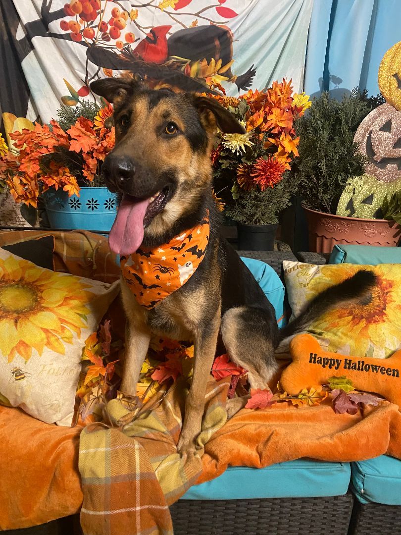 Awesome Paul the  German Shepherd photo 5