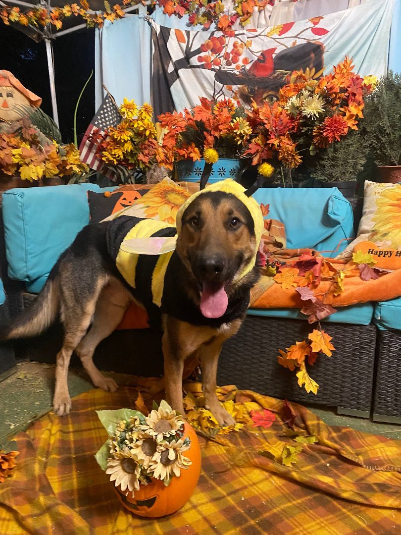 Awesome Paul the  German Shepherd photo 4