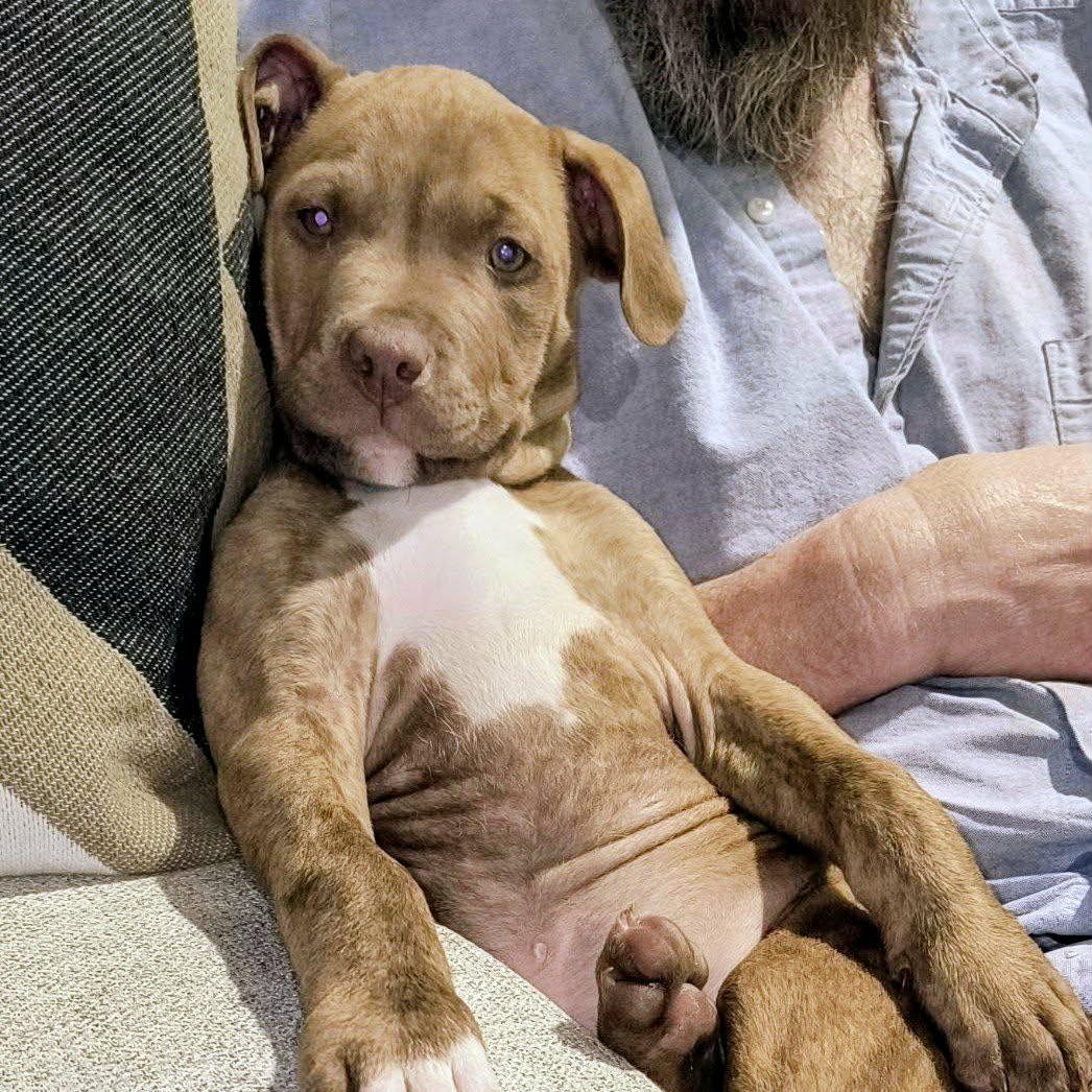 Enlarge Jaxon, an adopted mixed breed in Montague, TX image 1/2