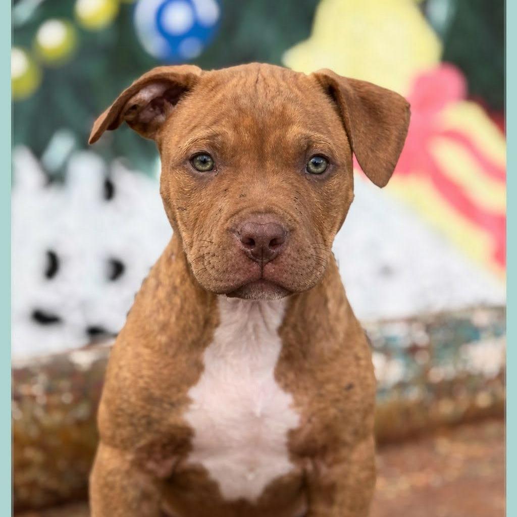 Enlarge Jaxon, an adopted mixed breed in Montague, TX image 2/2