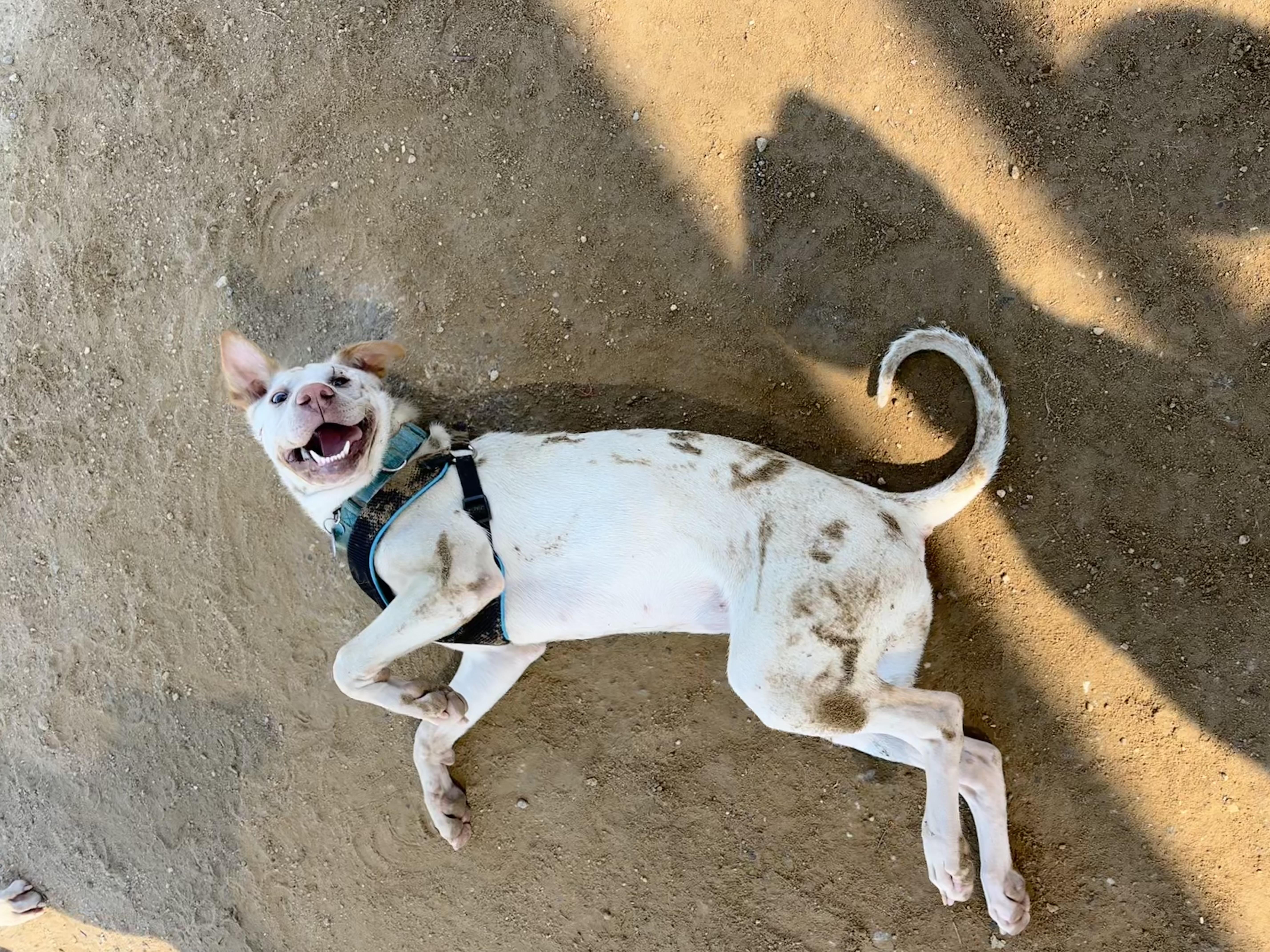 Enlarge Cinderella , a Adoptable mixed breed in Pasadena, CA image 5/6