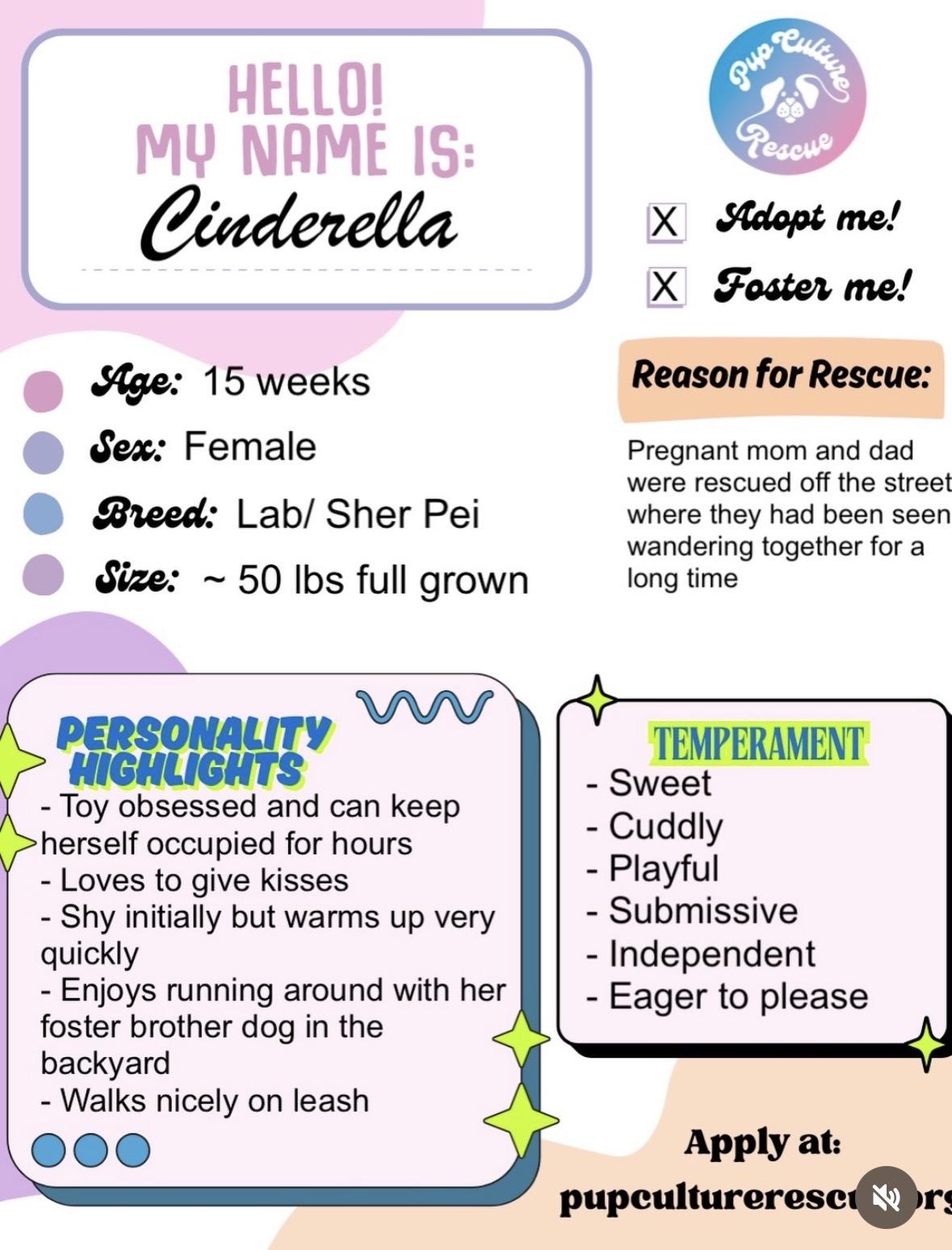 Enlarge Cinderella , a Adoptable mixed breed in Pasadena, CA image 2/6