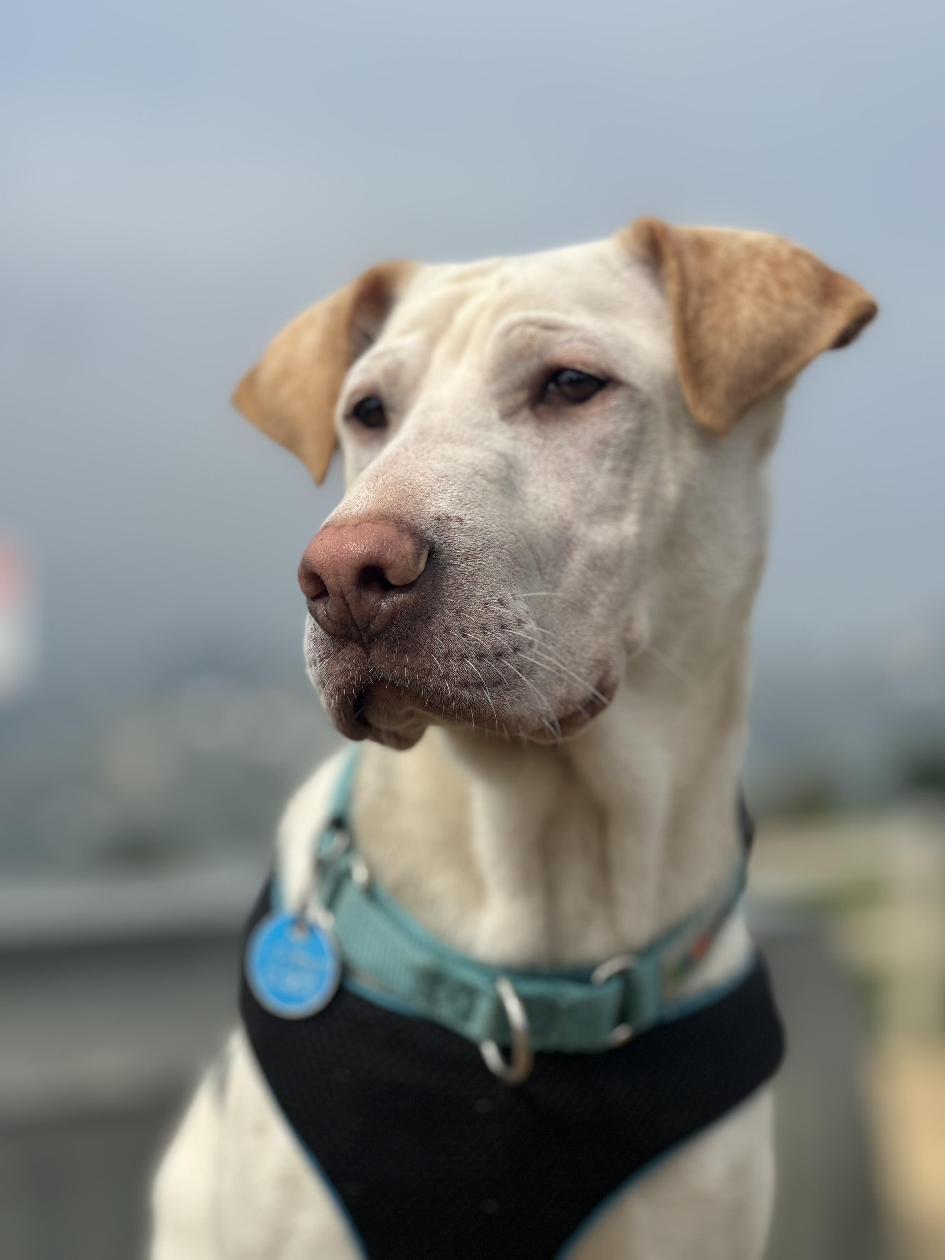 Enlarge Cinderella , a Adoptable mixed breed in Pasadena, CA image 4/6