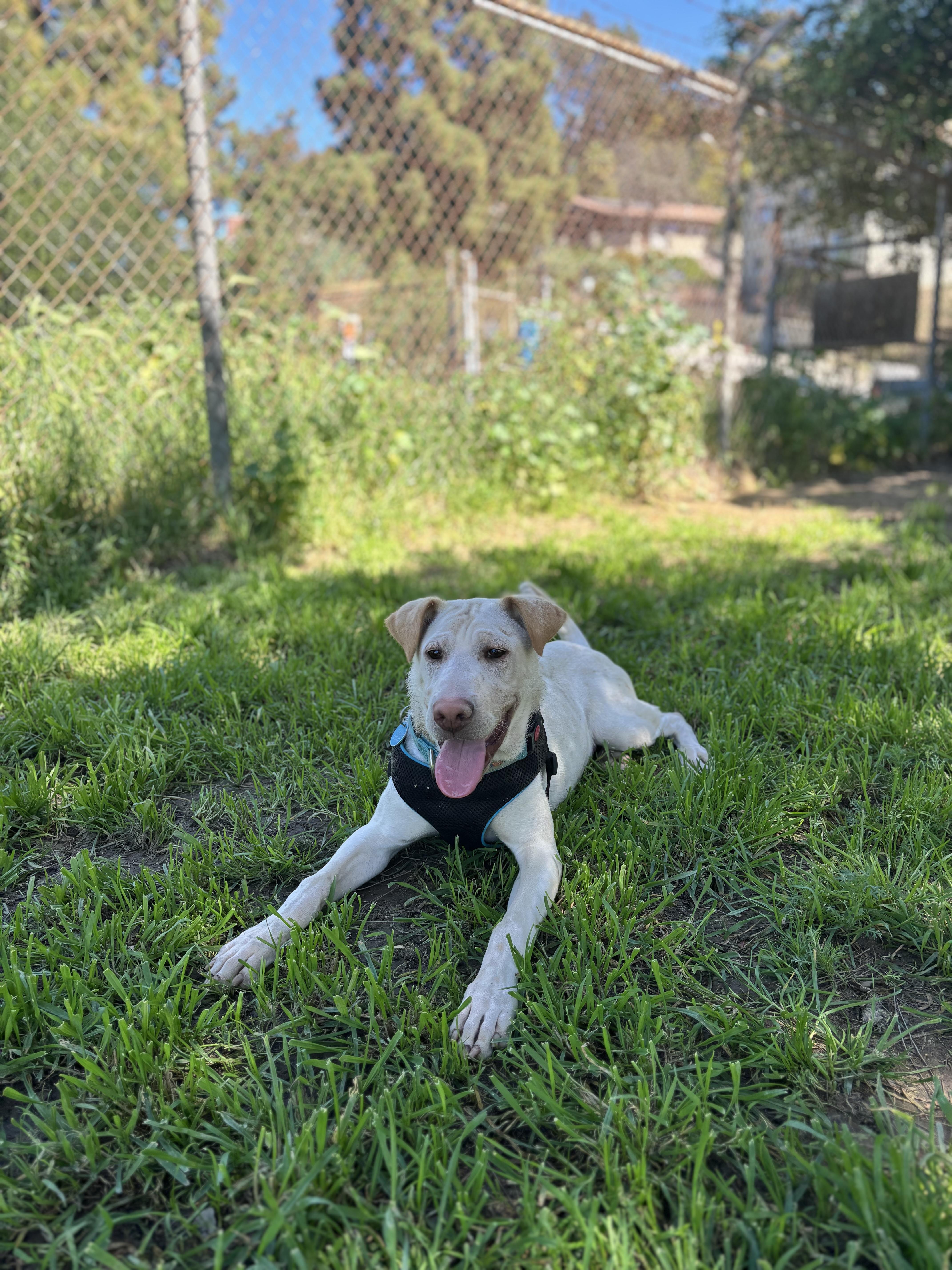 Enlarge Cinderella , a Adoptable mixed breed in Pasadena, CA image 3/6