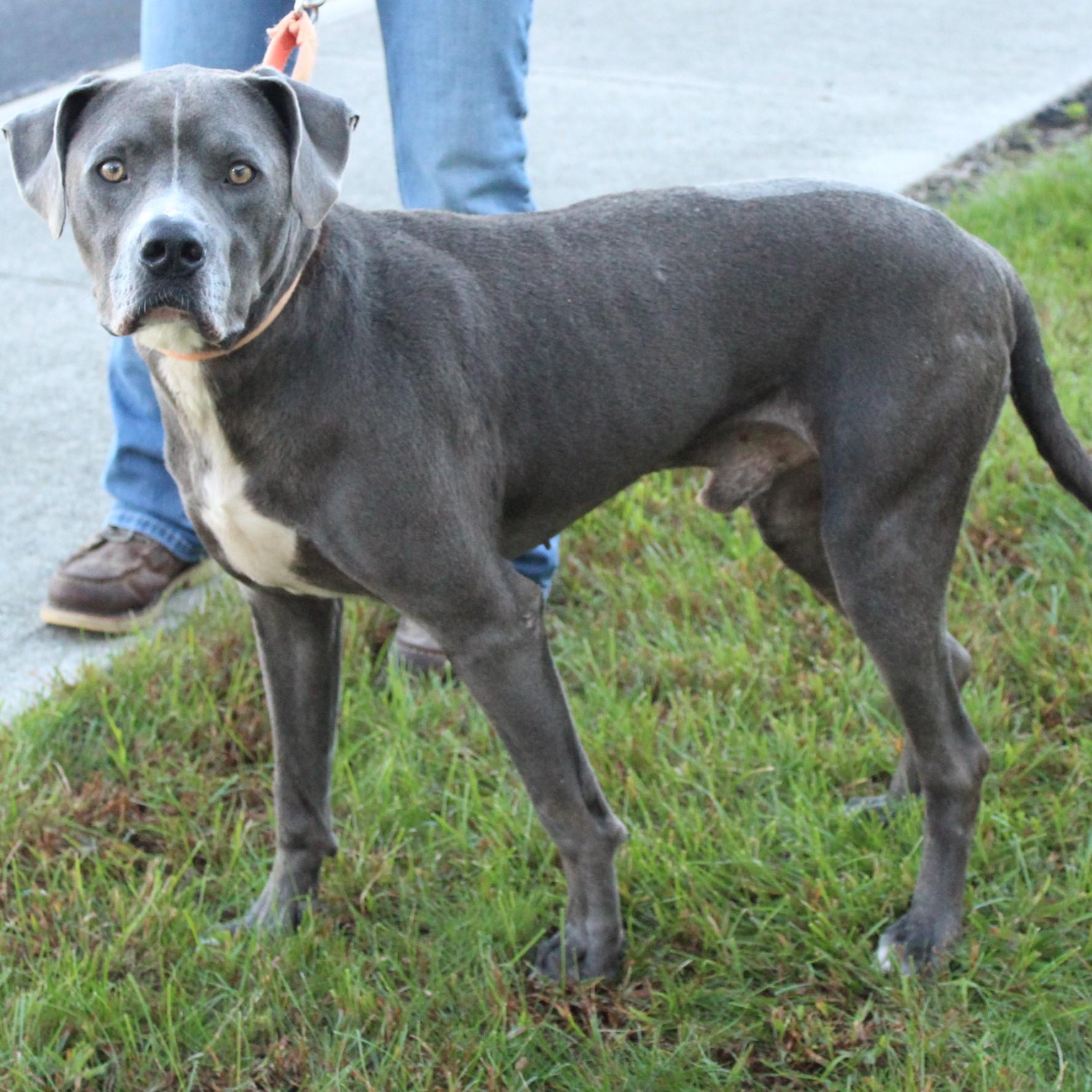 Enlarge Stimpy, a Adoptable mixed breed in Eaton, OH image 6/6