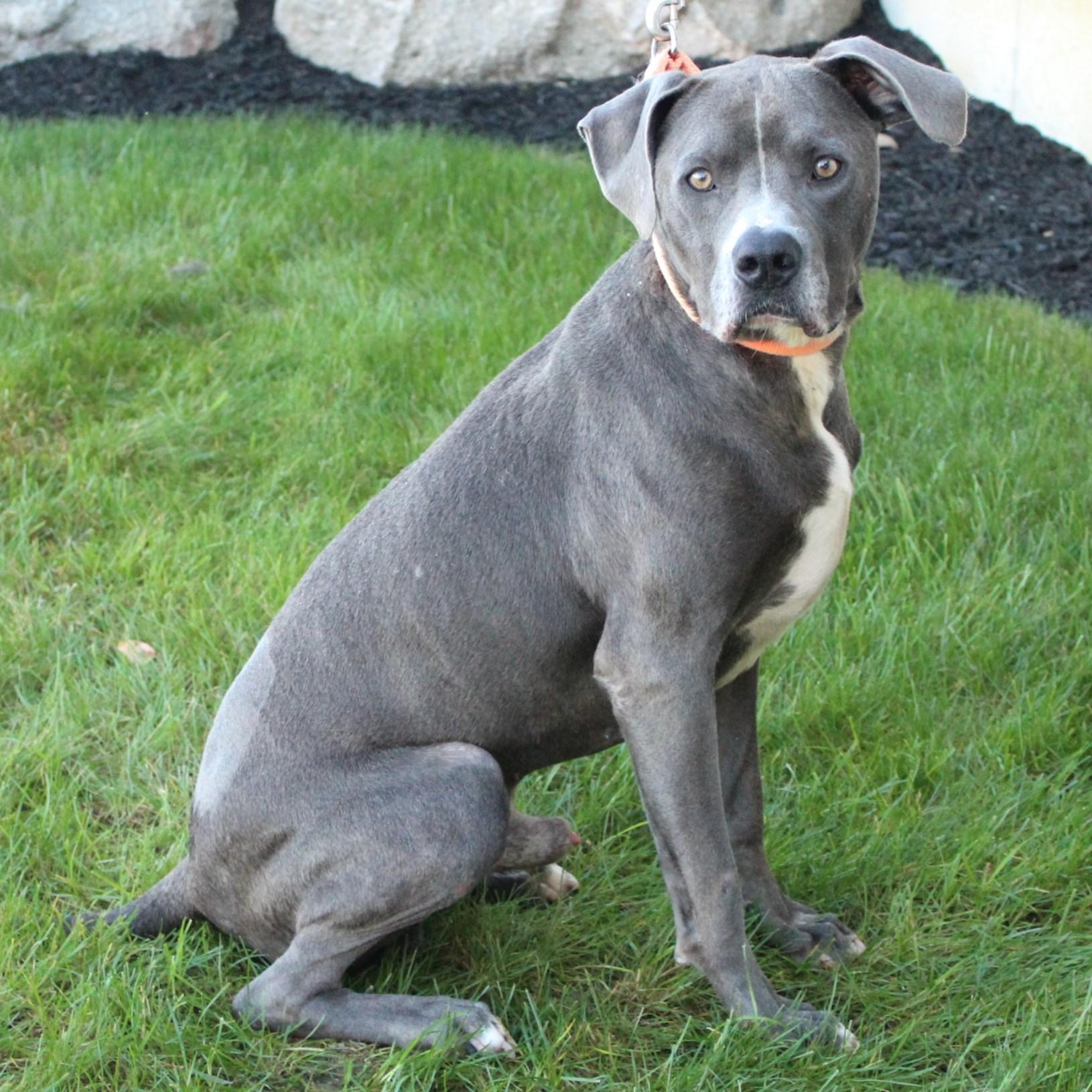 Enlarge Stimpy, a Adoptable mixed breed in Eaton, OH image 2/6