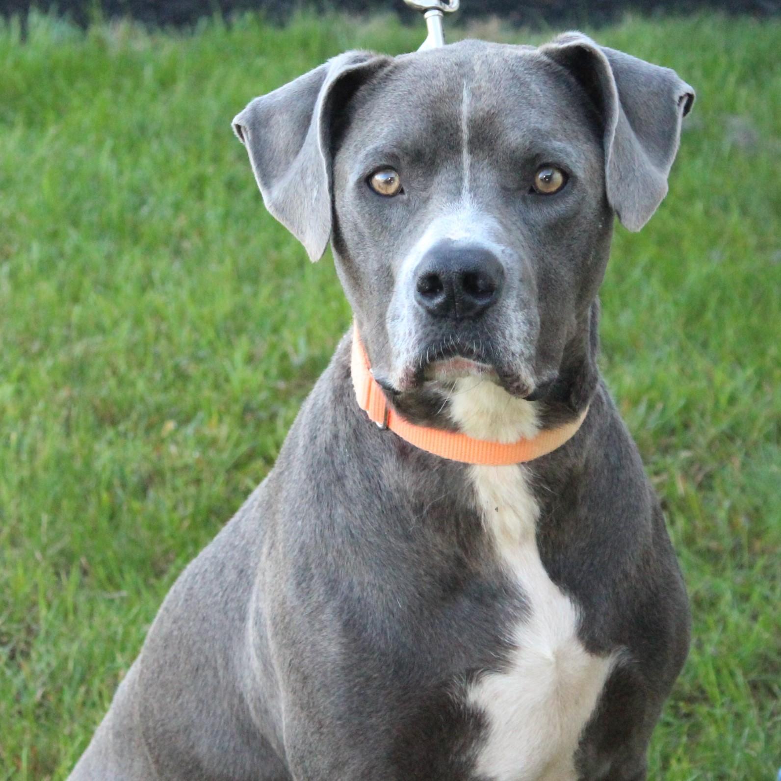 Enlarge Stimpy, a Adoptable mixed breed in Eaton, OH image 3/6