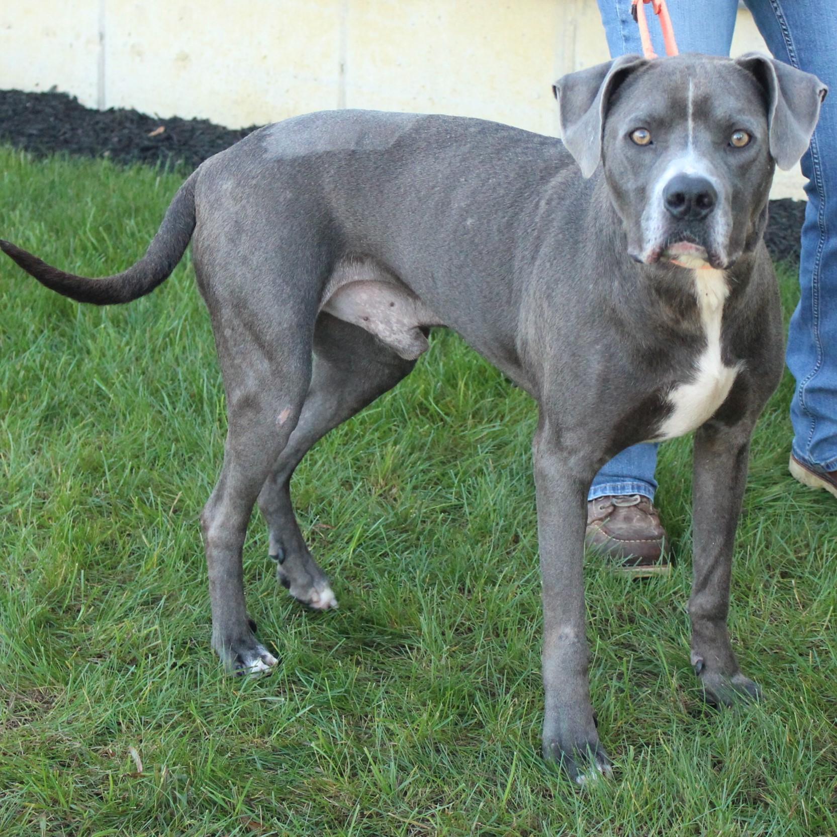Enlarge Stimpy, a Adoptable mixed breed in Eaton, OH image 4/6