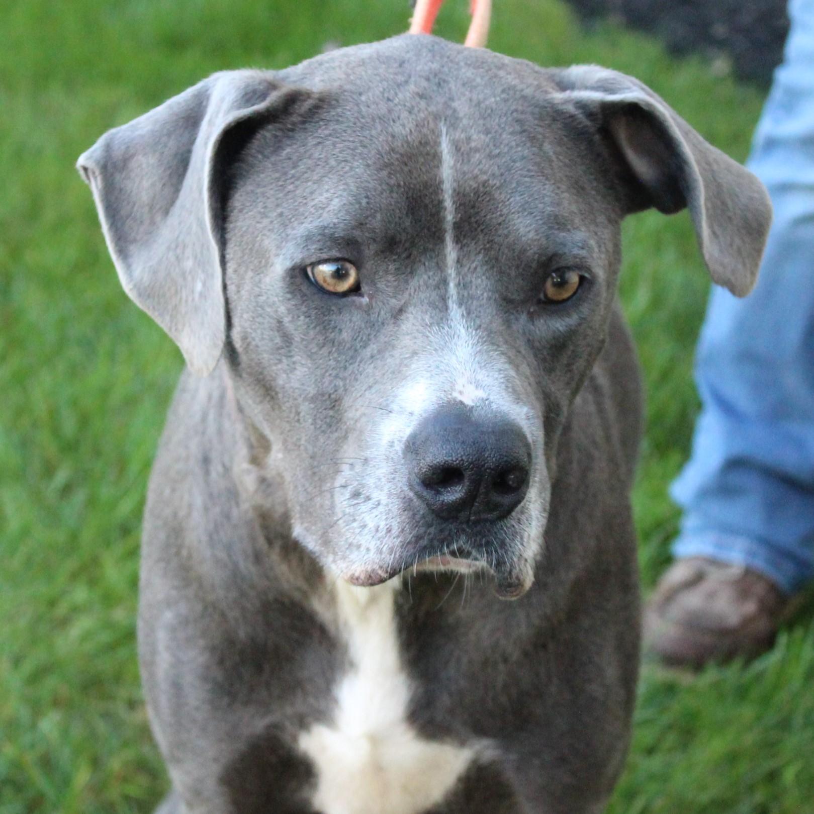 Enlarge Stimpy, a Adoptable mixed breed in Eaton, OH image 5/6