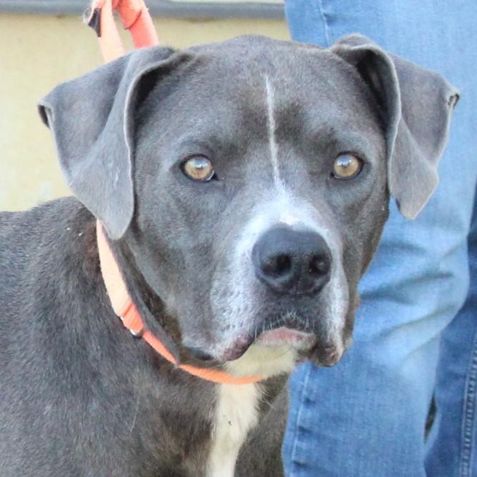 Enlarge Stimpy, a Adoptable mixed breed in Eaton, OH image 1/6