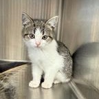 Frieda, Adoptable, Young Female Domestic Short Hair.