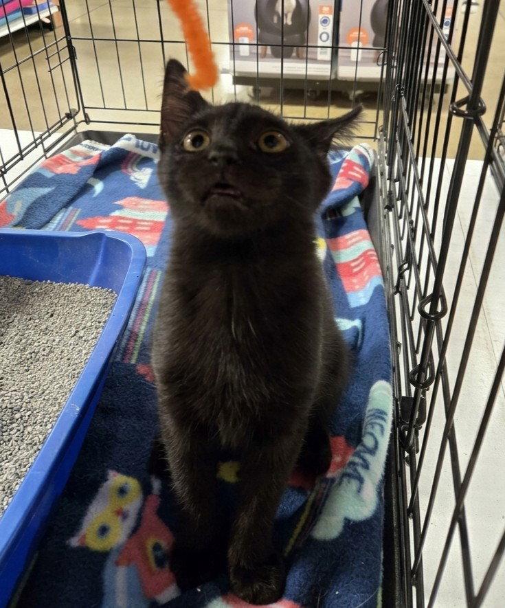 Myers, Adoptable, Kitten Male Domestic Short Hair.