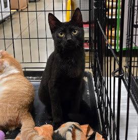 Enlarge Myers, a Adoptable Domestic Short Hair in Norwood, OH image 2/2