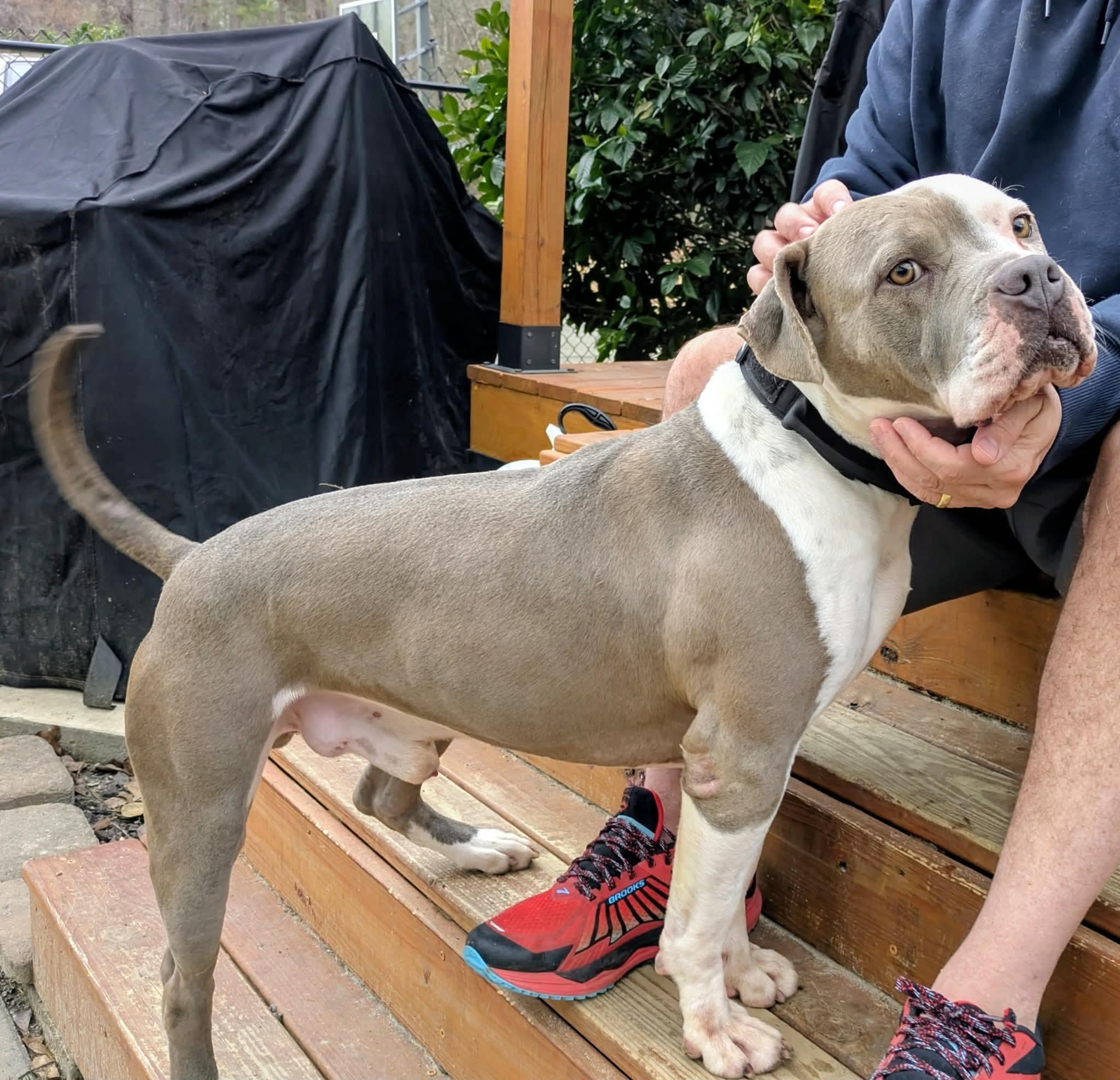 Meatball, a ADOPTABLE Mixed Breed in Sunset Bch, NC image 2/5