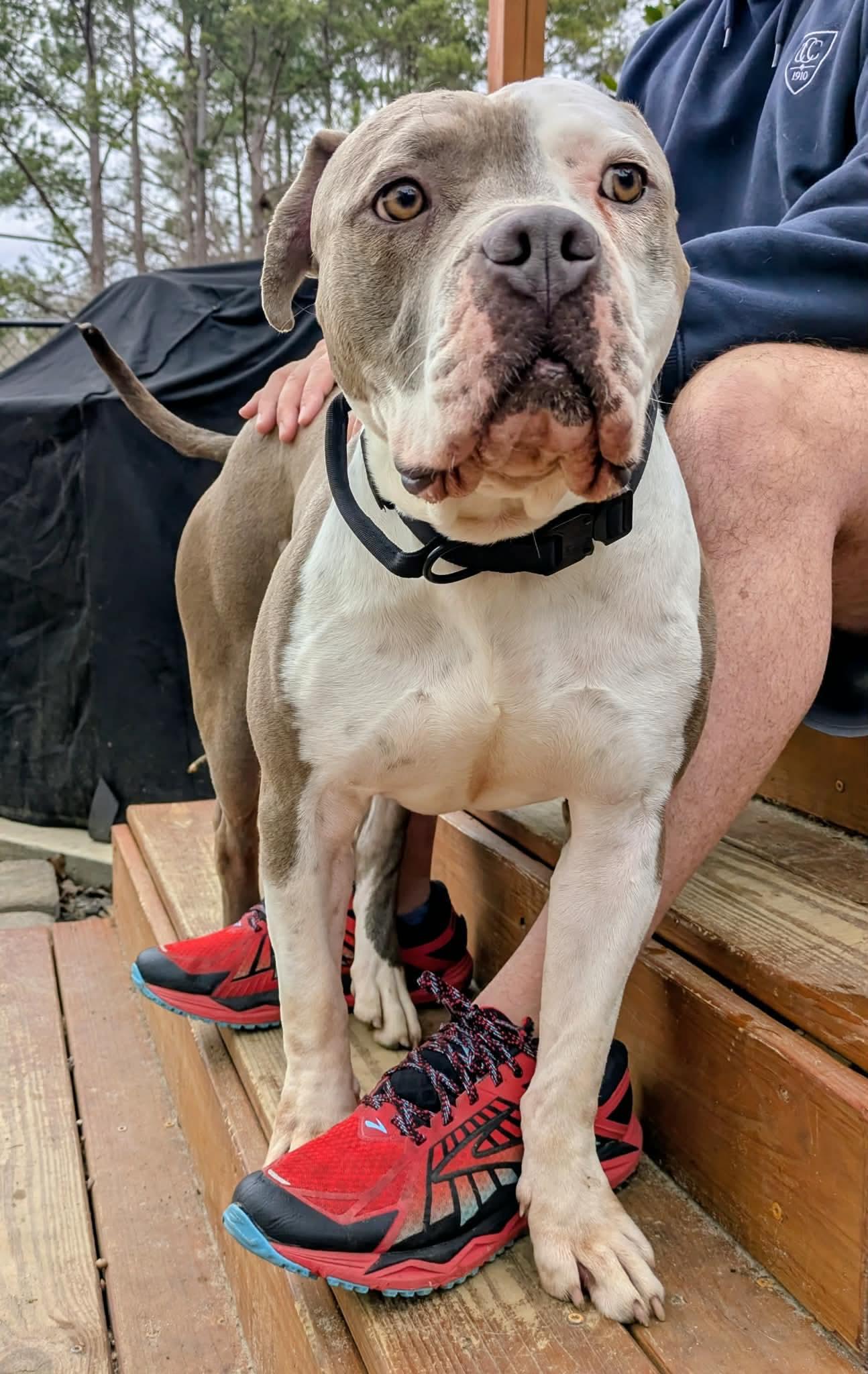 Meatball, a ADOPTABLE Mixed Breed in Sunset Bch, NC image 5/5