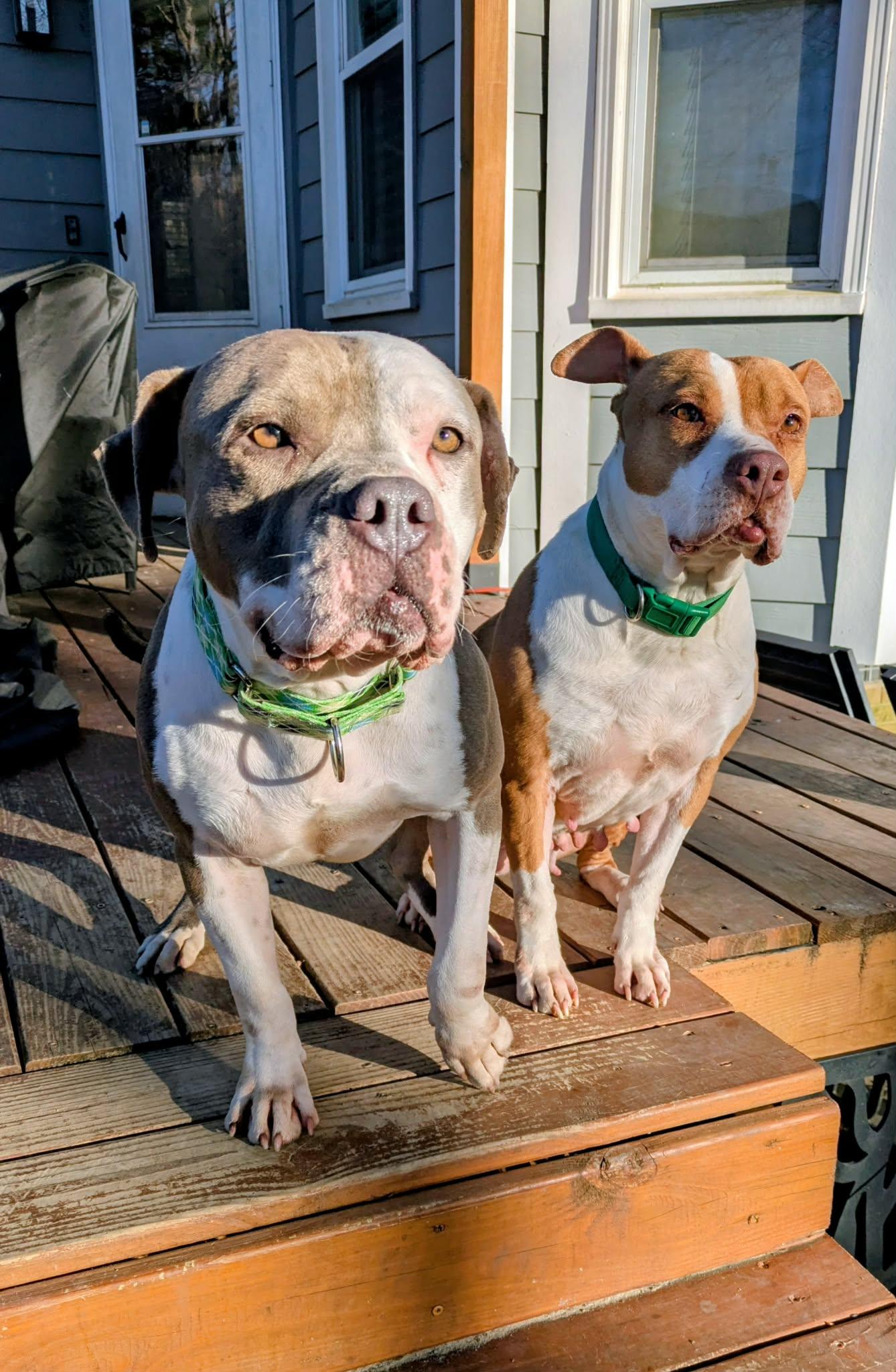 Meatball, a ADOPTABLE Mixed Breed in Sunset Bch, NC image 4/5