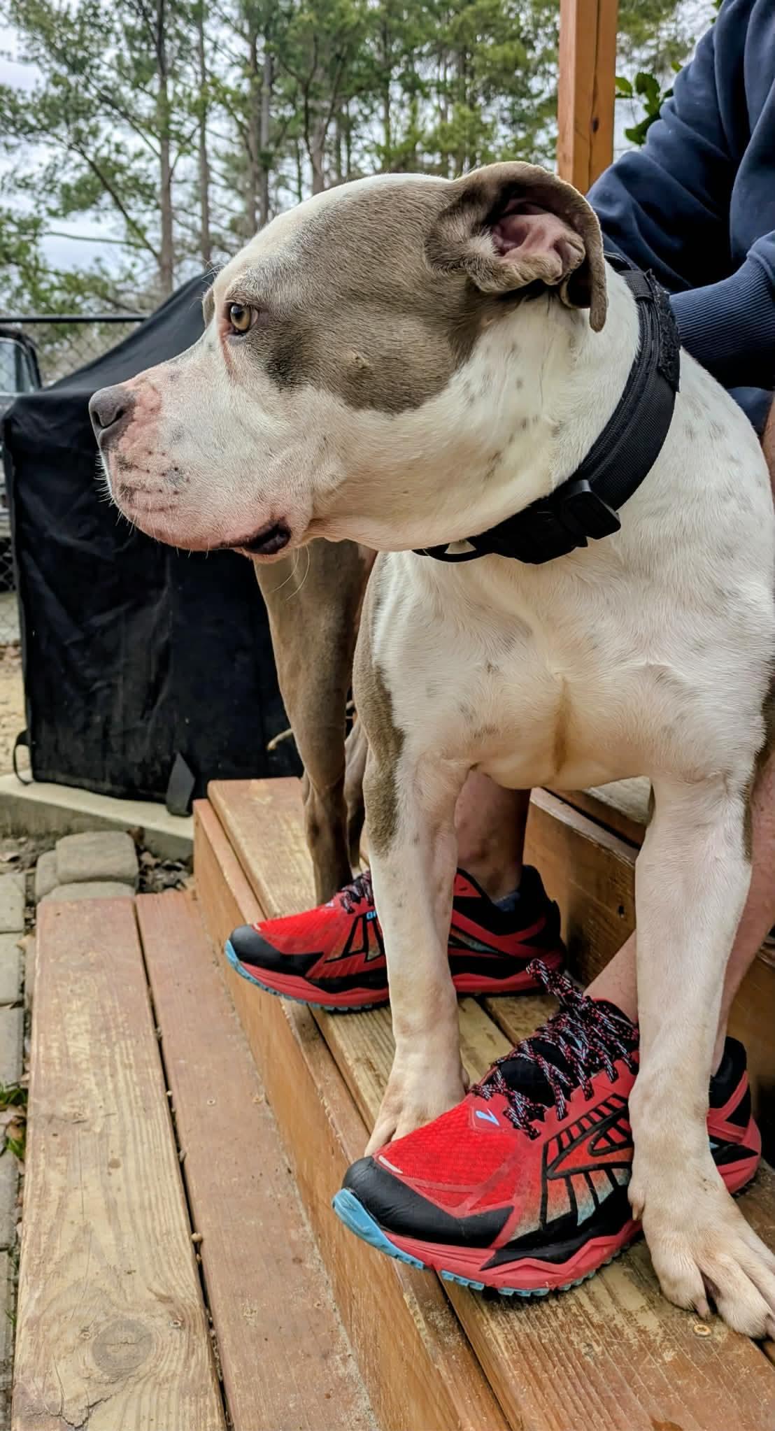 Meatball, a ADOPTABLE Mixed Breed in Sunset Bch, NC image 3/5