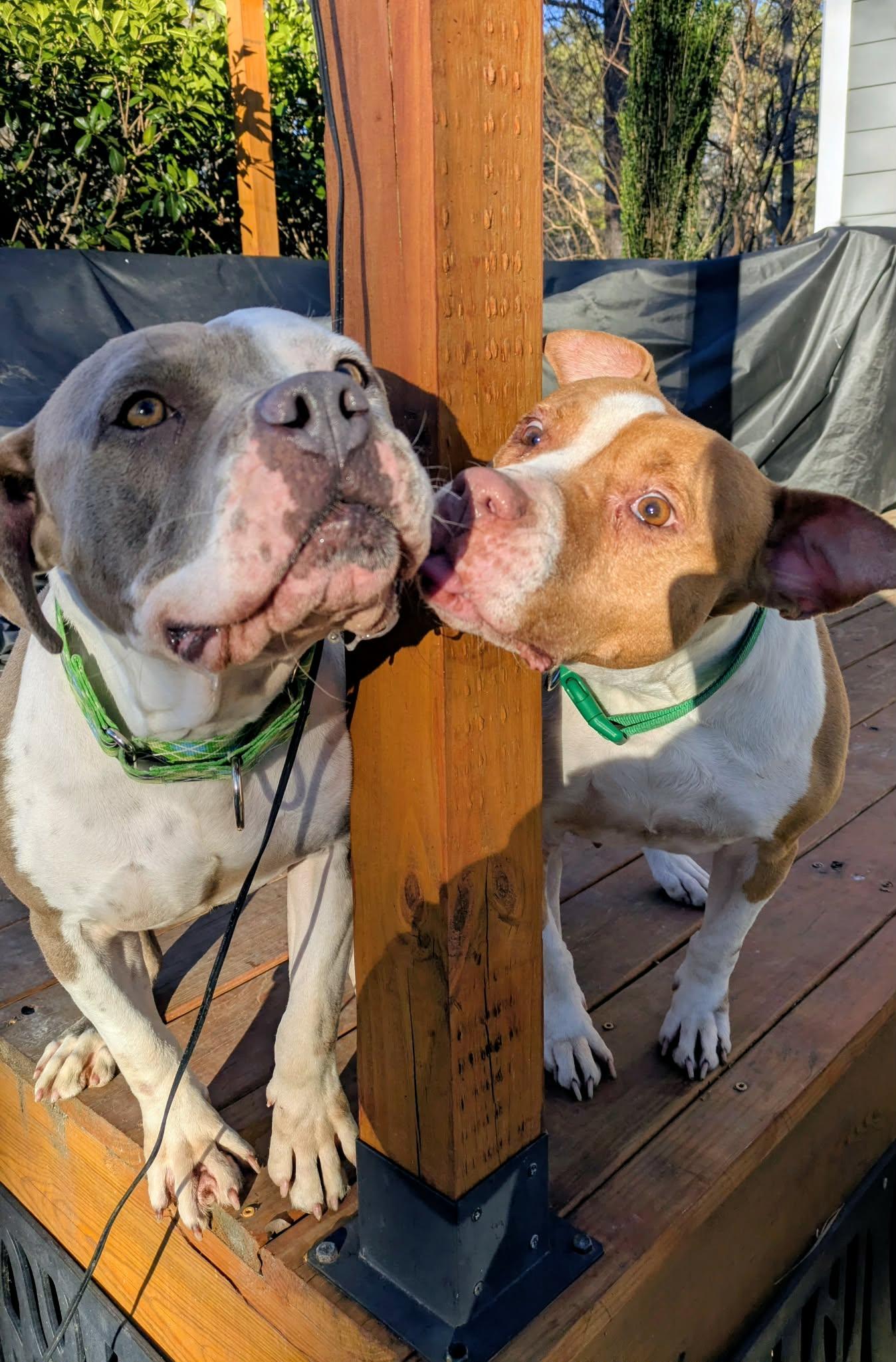 Meatball, ADOPTABLE, Adult Male Mixed Breed.