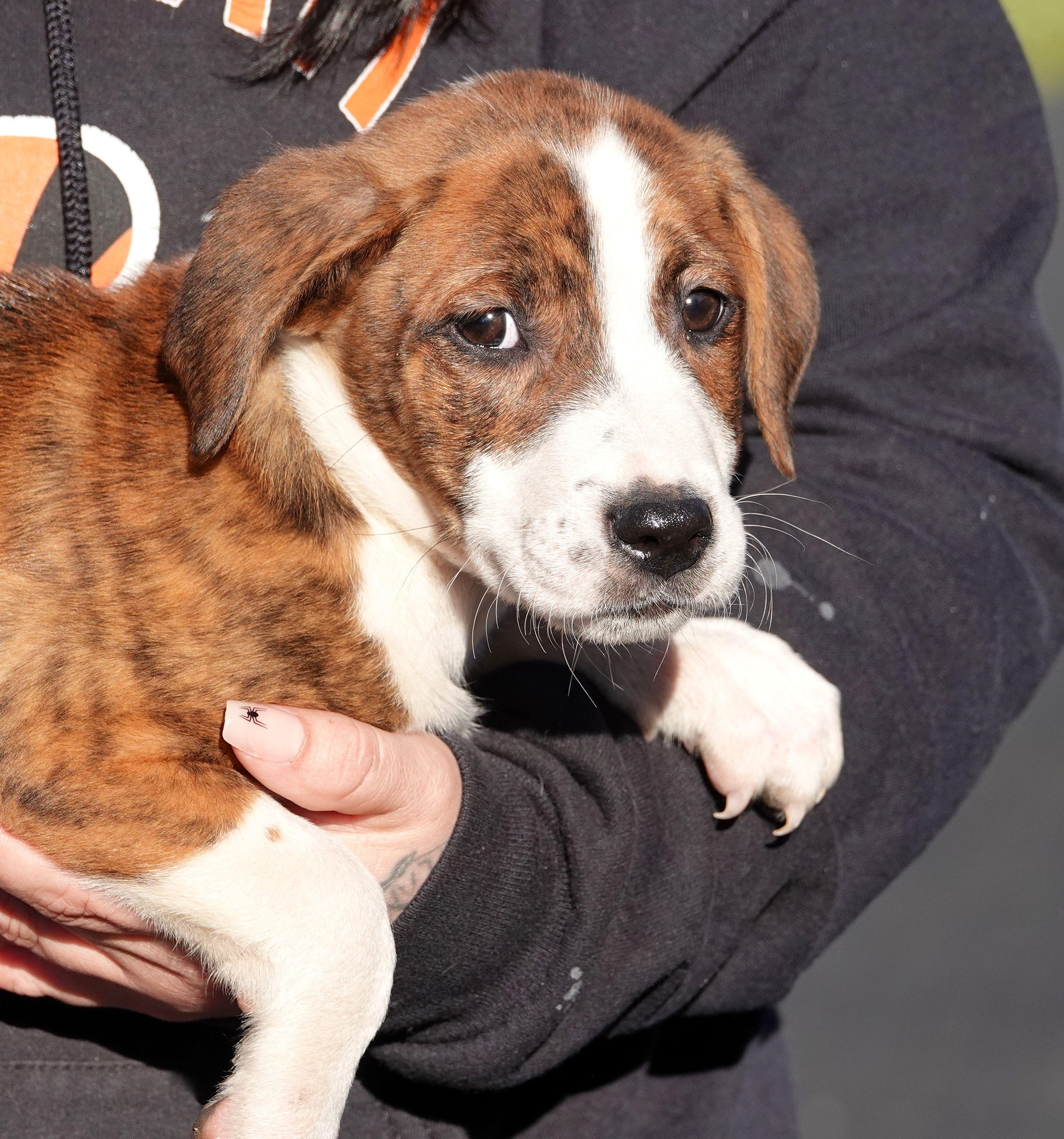 Reese, Adoptable, Puppy Male Terrier.