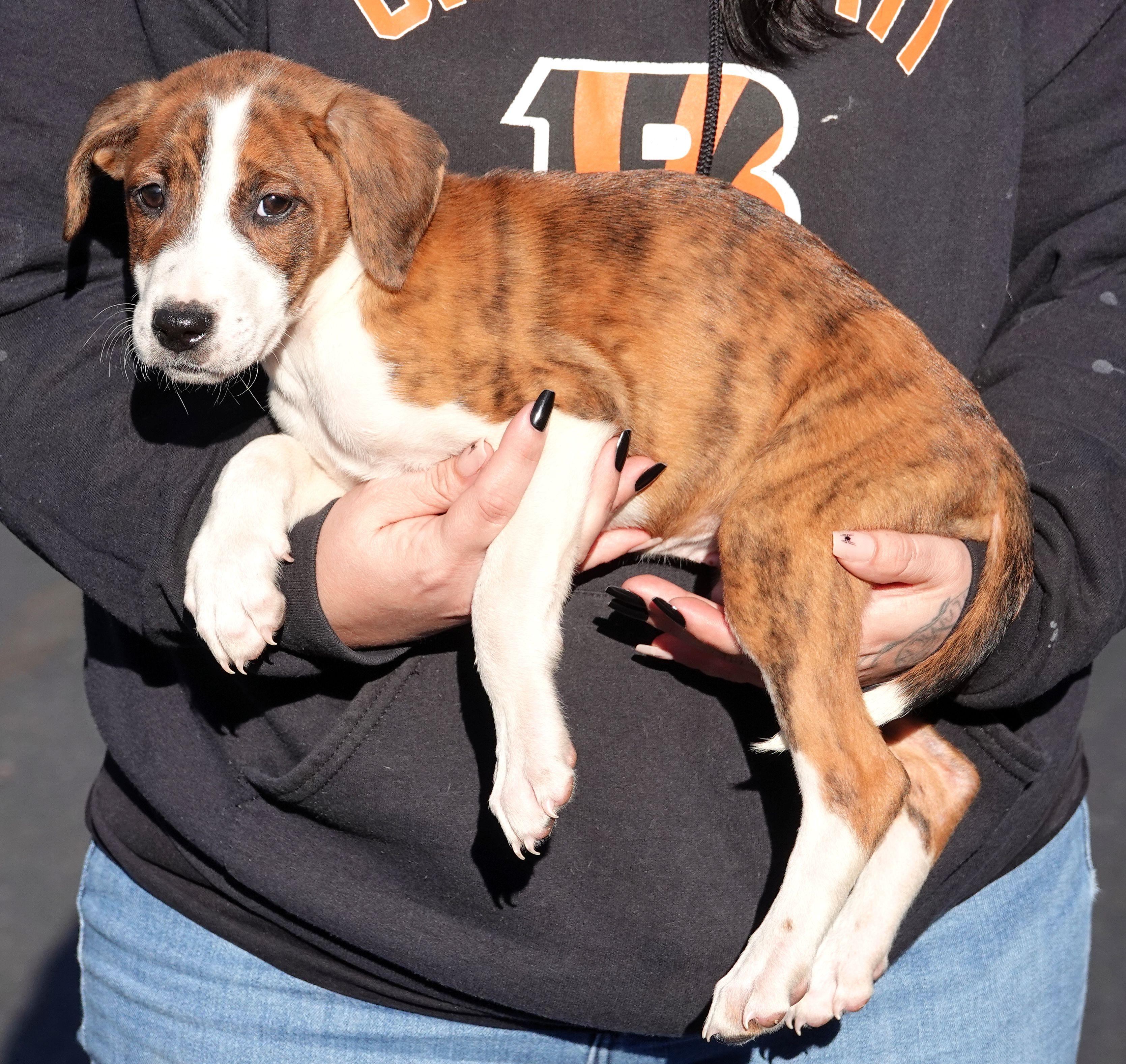 Enlarge Reese, a Adoptable mixed breed in Millfield, OH image 2/3