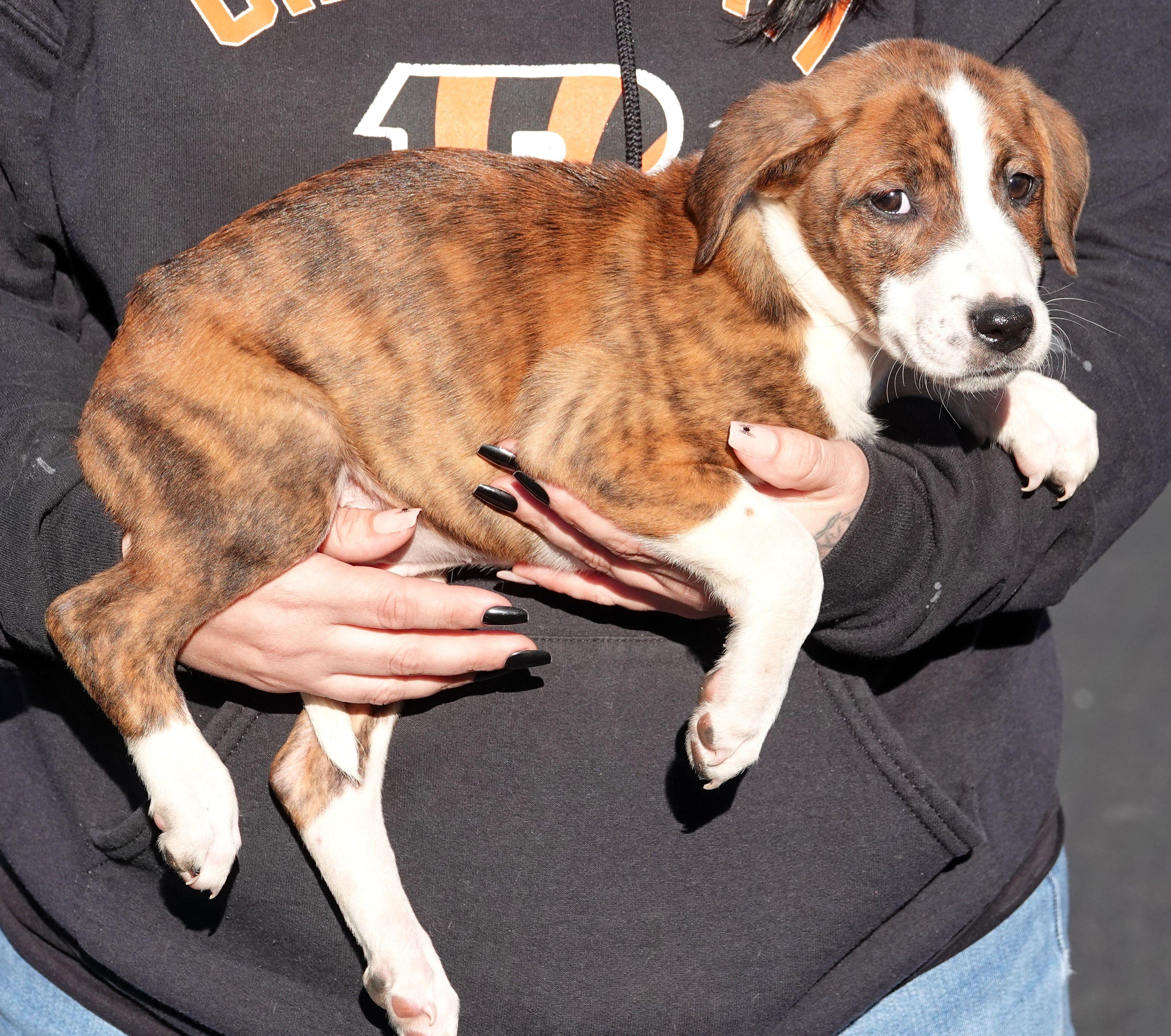 Enlarge Reese, a Adoptable mixed breed in Millfield, OH image 3/3