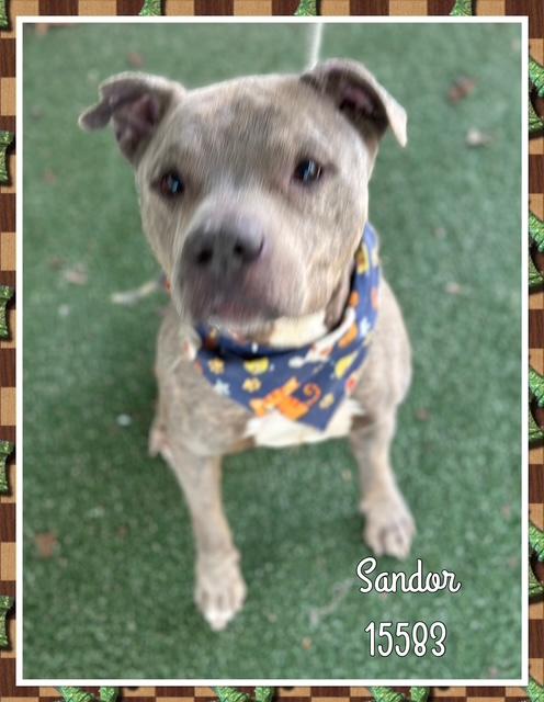 SANDOR, a ADOPTABLE Pit Bull Terrier in Marietta, GA image 3/4