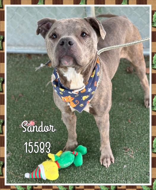 SANDOR, a ADOPTABLE Pit Bull Terrier in Marietta, GA image 1/4