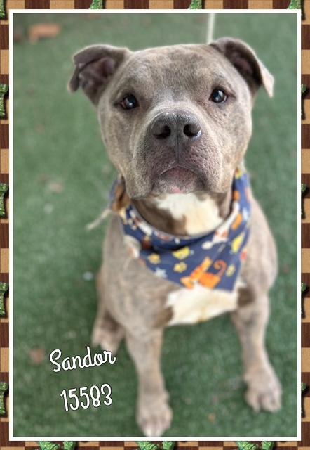 SANDOR, a ADOPTABLE Pit Bull Terrier in Marietta, GA image 2/4