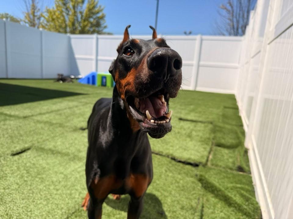 Foster Elphaba, a ADOPTABLE Doberman Pinscher in Oswego, IL image 2/6