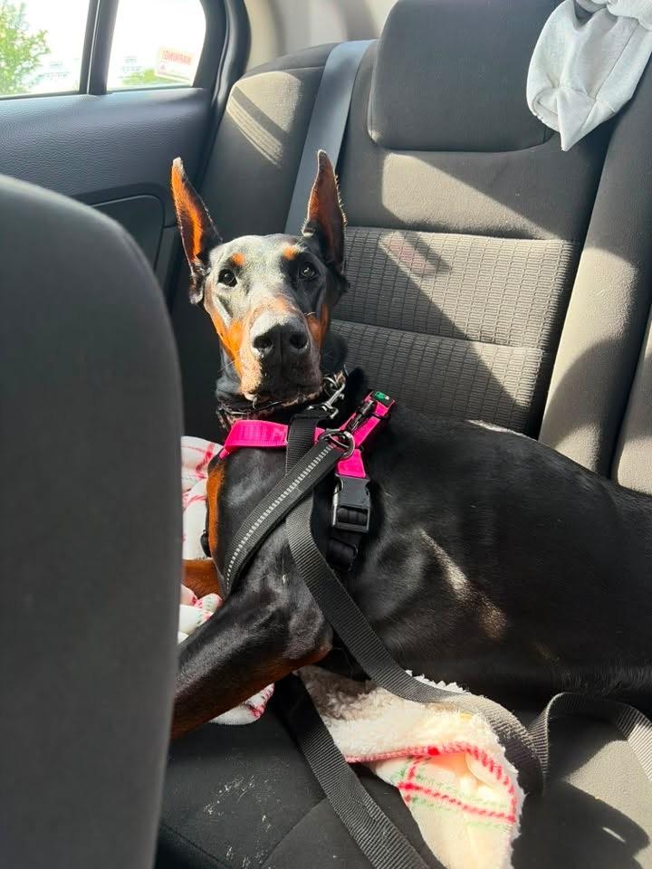Foster Elphaba, a ADOPTABLE Doberman Pinscher in Oswego, IL image 4/6