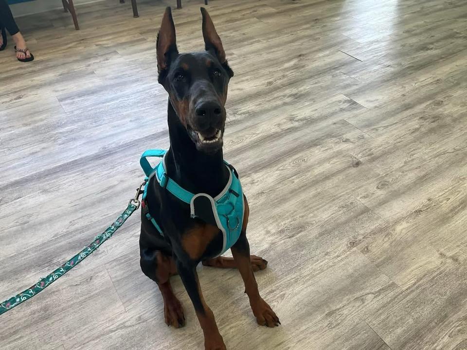 Foster Elphaba, a ADOPTABLE Doberman Pinscher in Oswego, IL image 1/6