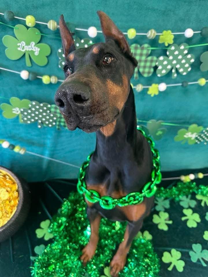 Foster Elphaba, a ADOPTABLE Doberman Pinscher in Oswego, IL image 5/6